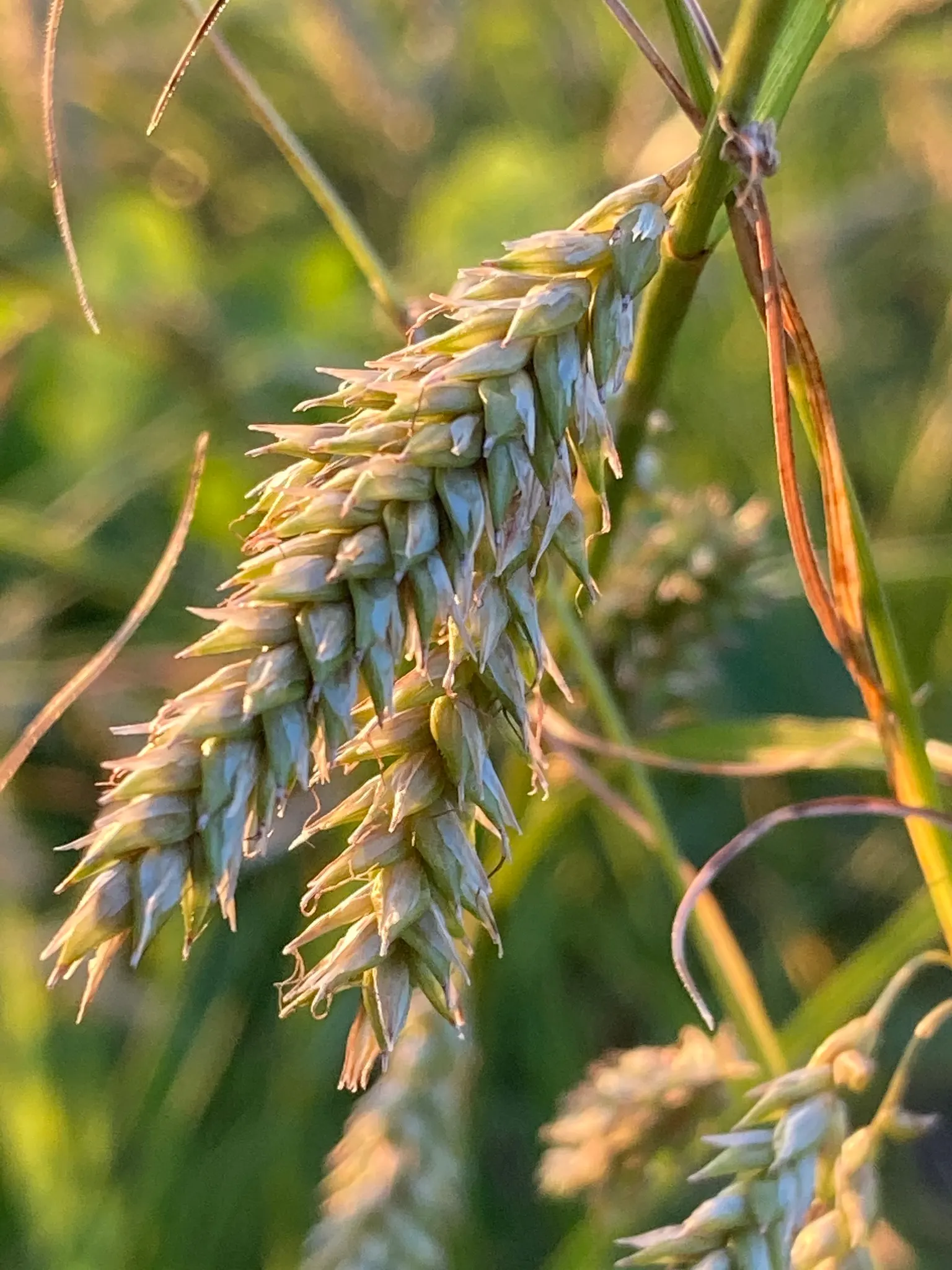 Cherokee Sedge (Carex Cherokeensis) — clump-forming sedge native to the southeastern United States