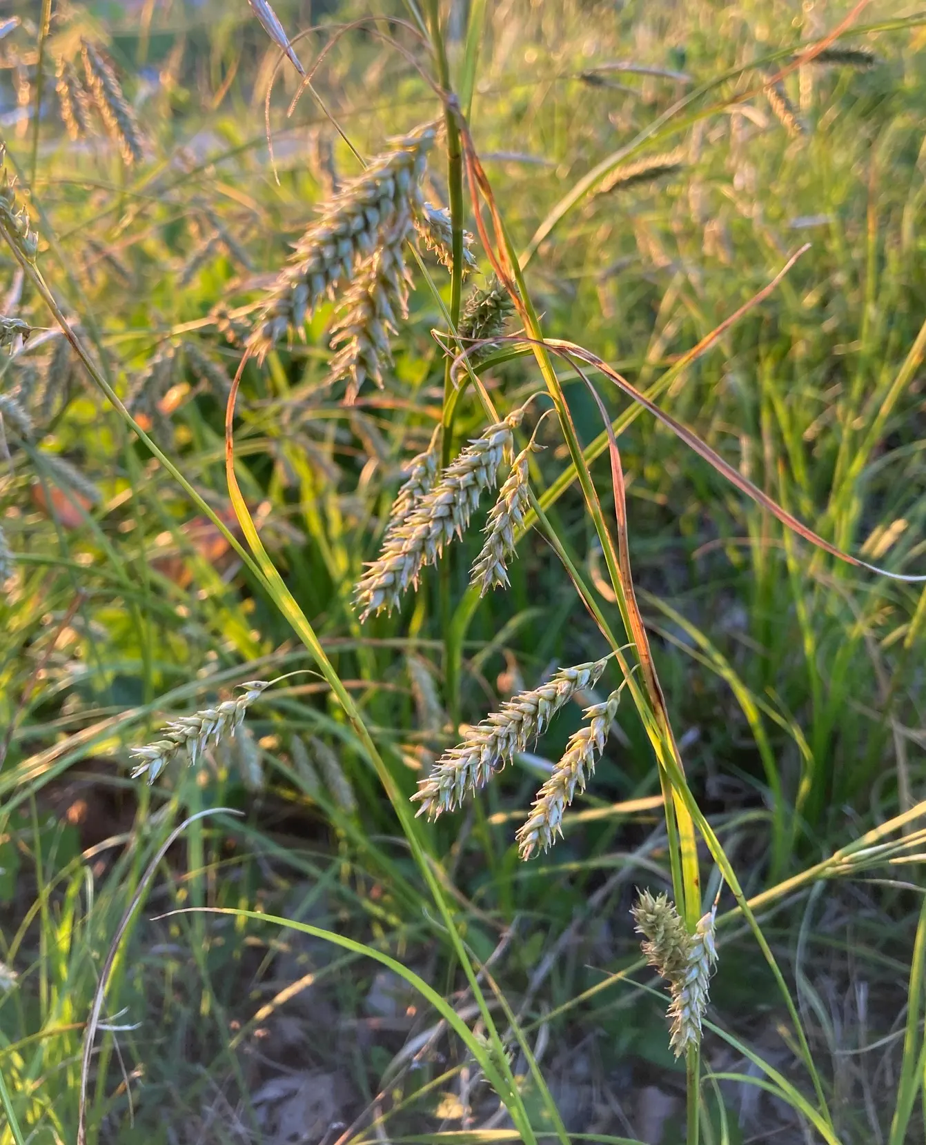 Cherokee Sedge (Carex Cherokeensis) — Adaptable to both sun and shade