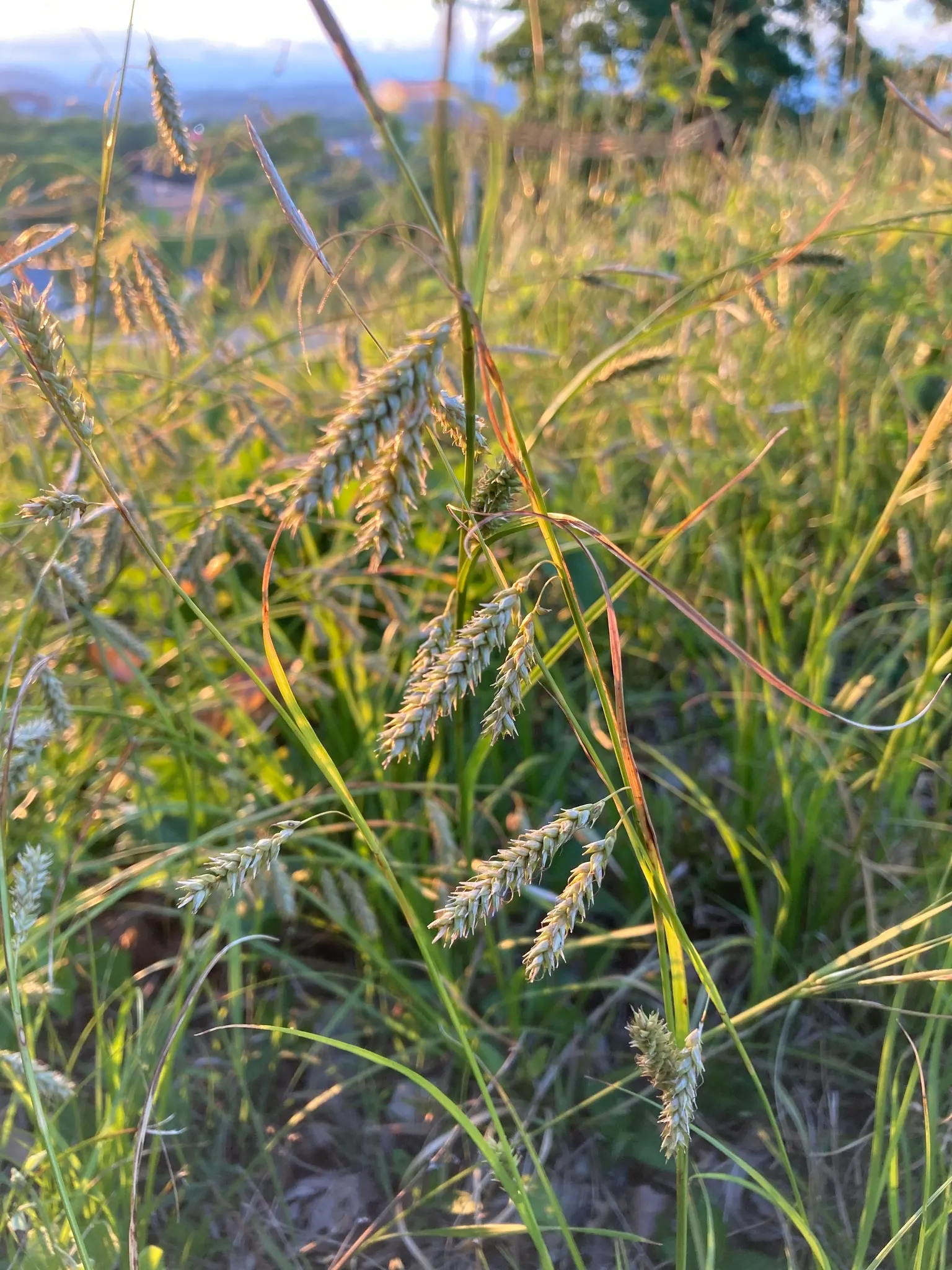 Cherokee Sedge (Carex Cherokeensis) — scientifically named Carex cherokeensis