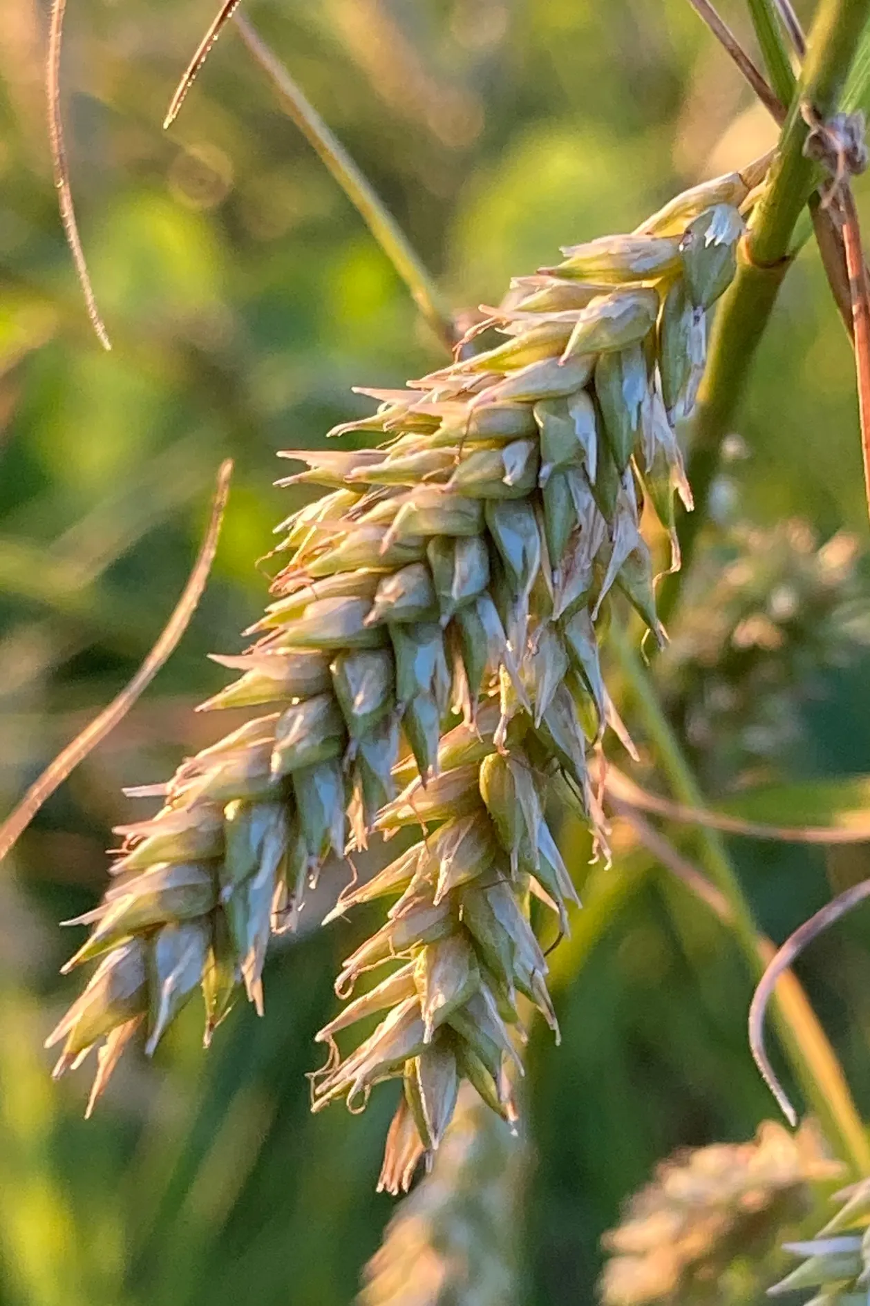 Cherokee Sedge (Carex Cherokeensis) — Cherokee Sedge (Carex cherokeensis) is a versatile perennial grass, thriving in USDA zones 6-9