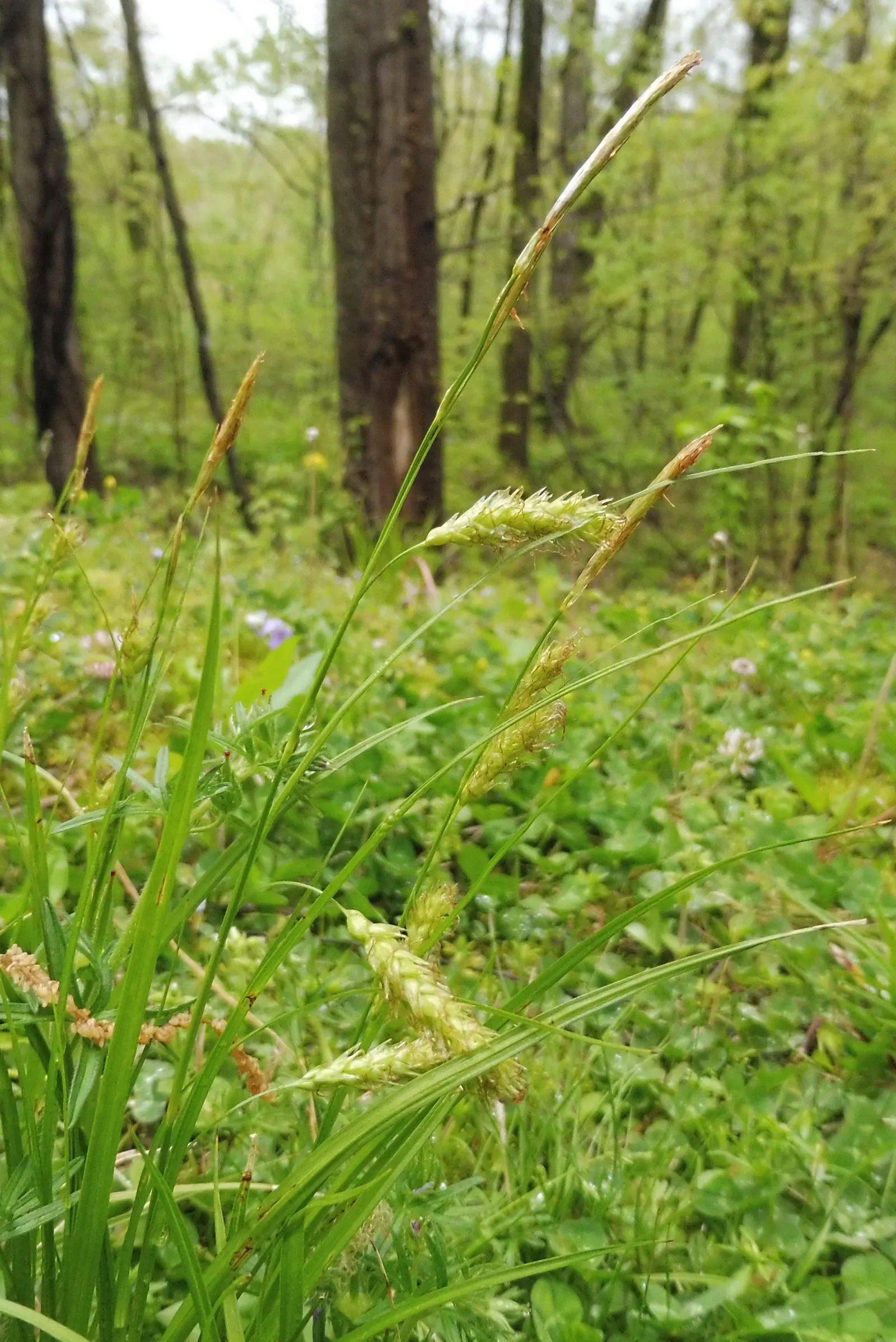 Cherokee Sedge (Carex Cherokeensis) — Its arching green foliage is deer-resistant