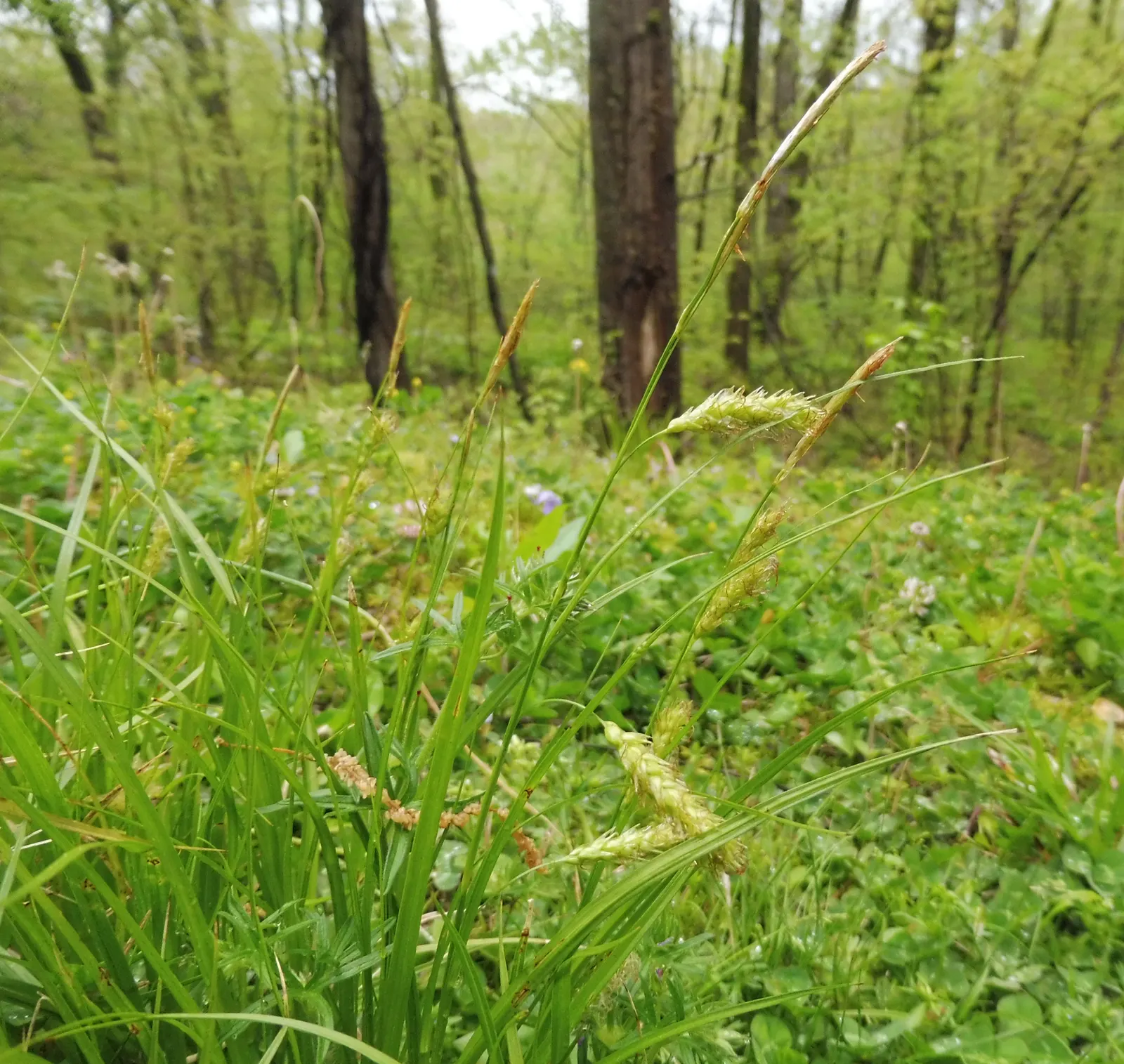 Cherokee Sedge (Carex Cherokeensis) — reaching up to 2-3 feet tall and wide