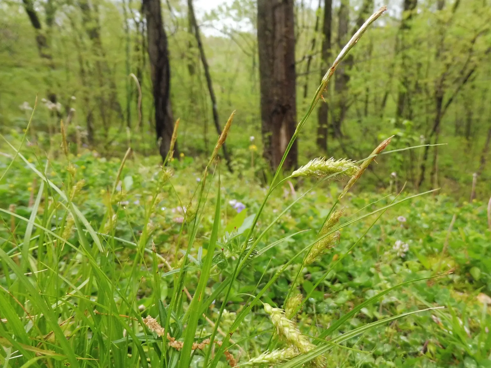 Cherokee Sedge (Carex Cherokeensis) — providing a luscious ground cover and attractive texture in rain gardens or alongside streambanks