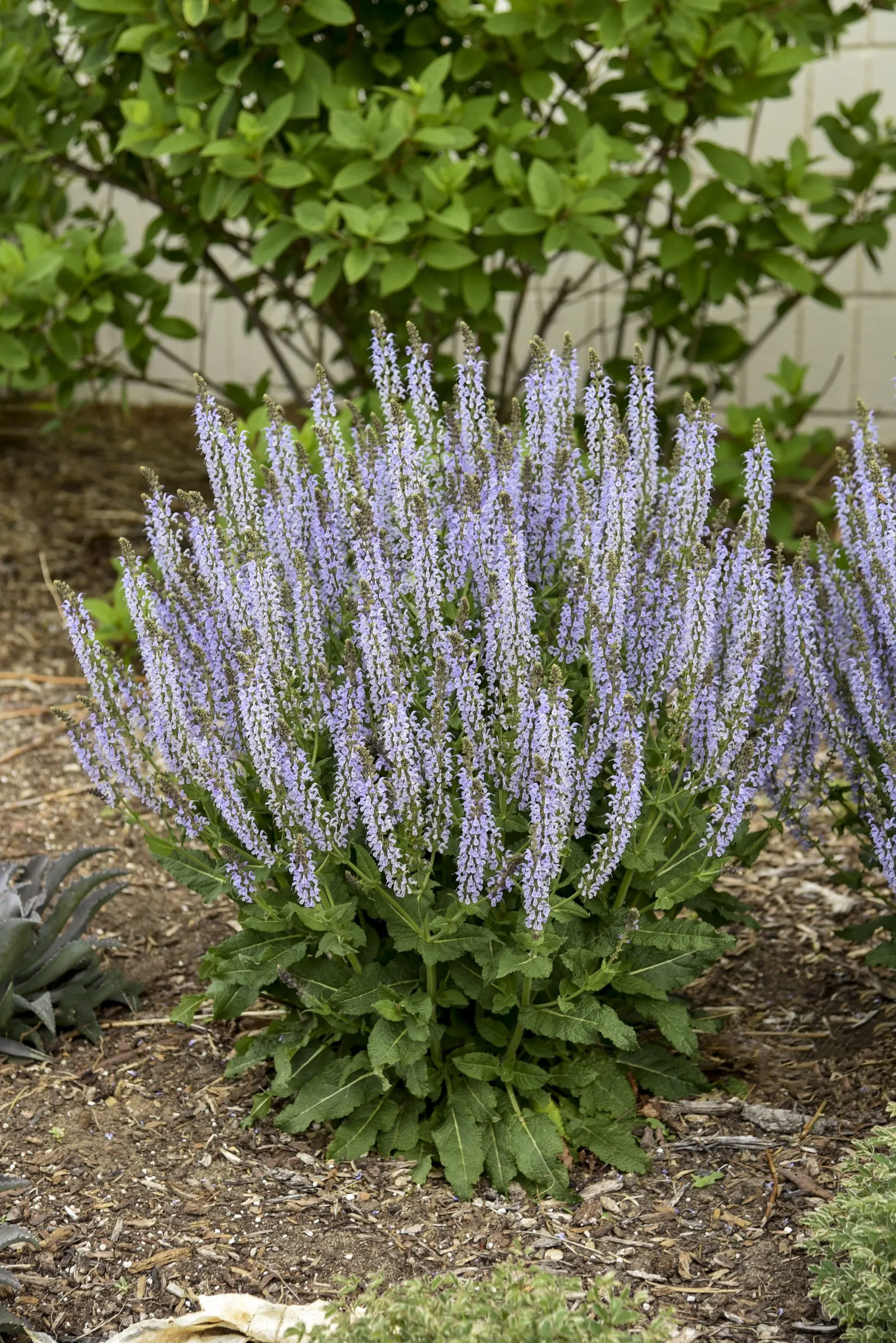 'Crystal Blue' Perennial Salvia (Salvia nemorosa) — information and resources