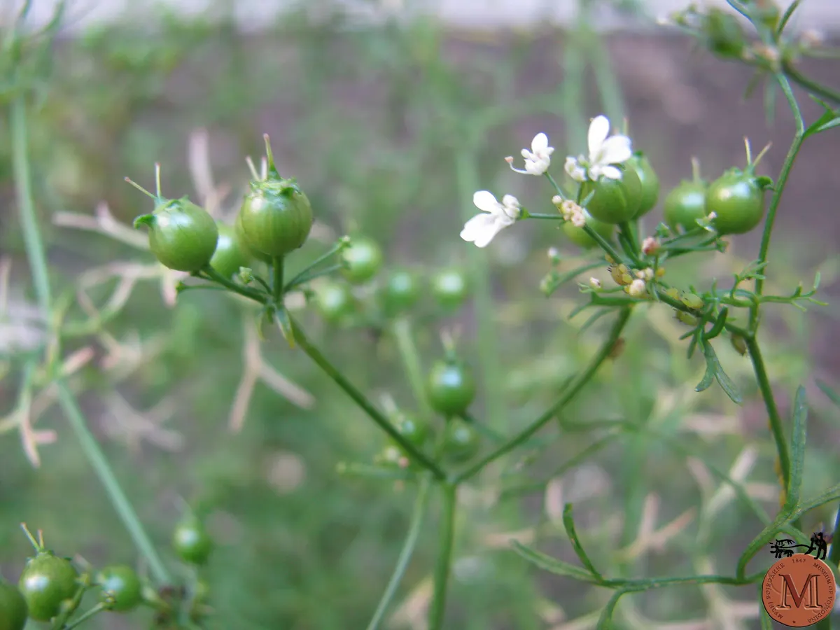 Cilantro (Coriandrum Sativum) — It thrives in temperatures ranging between 50°F to 85°F; pinnate leaves that are bright green in color