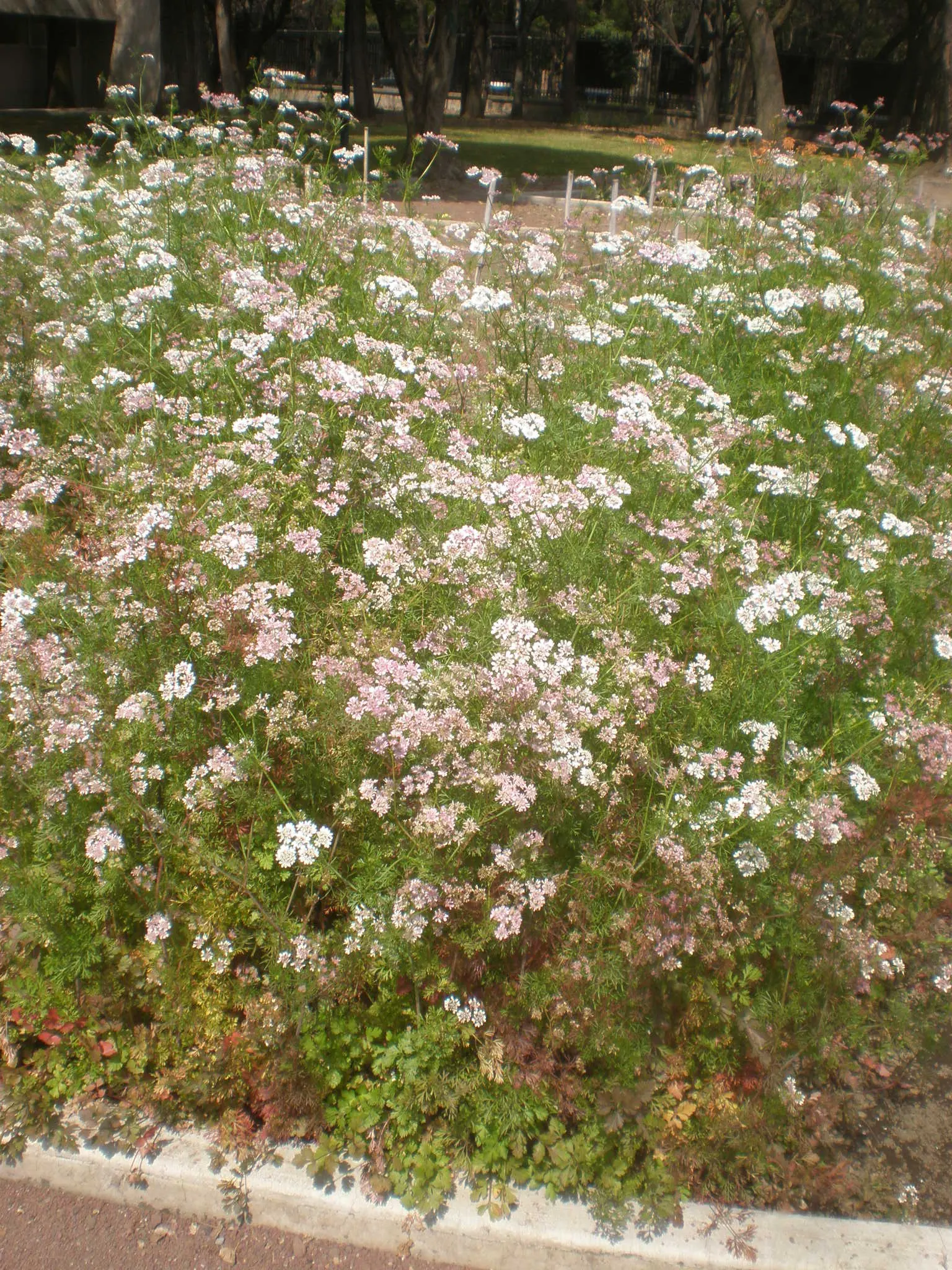 Cilantro (Coriandrum Sativum) — it will set coriander seeds; celebrated for its flavorful leaves and seeds which provide a culinary zest to various, image 66