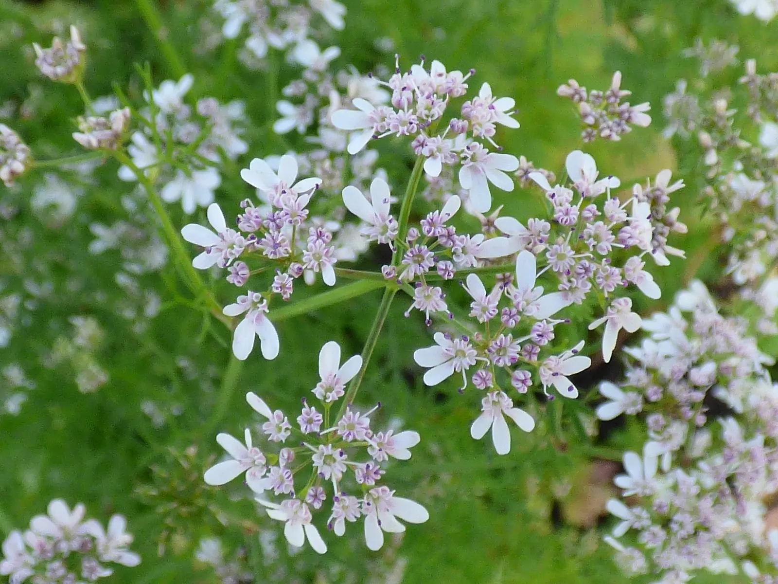 Cilantro (Coriandrum Sativum) — It thrives in temperatures ranging between 50&deg;F to 85&deg;F; pinnate leaves that are bright green in color, image 70