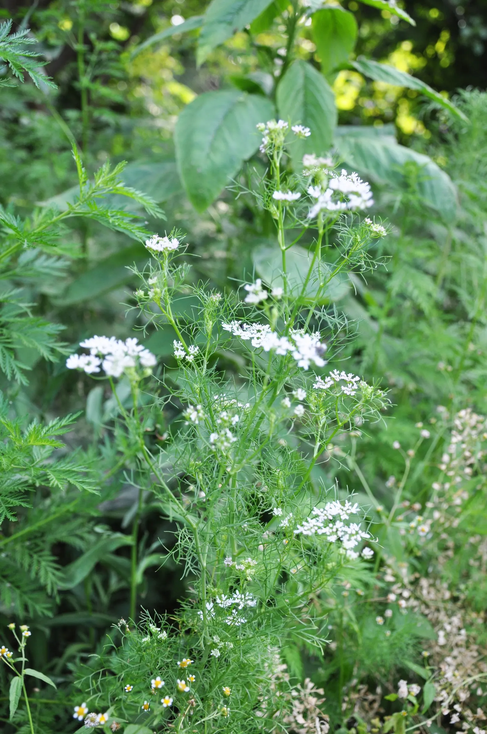 Cilantro (Coriandrum Sativum) — often spanning 6-12 inches in width and height; with a spread of approximately 6 to 9 inches