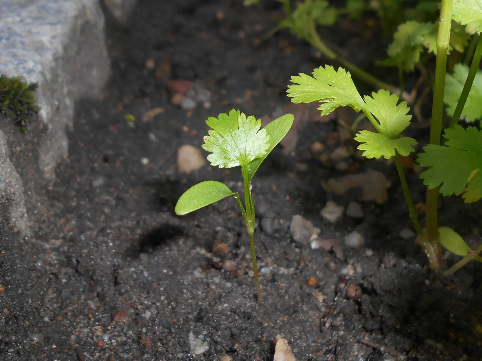 Cilantro (Coriandrum Sativum) — is a versatile annual herb in the Apiaceae family; it prefers full sun to partial shade, thriving in well-drained, image 58