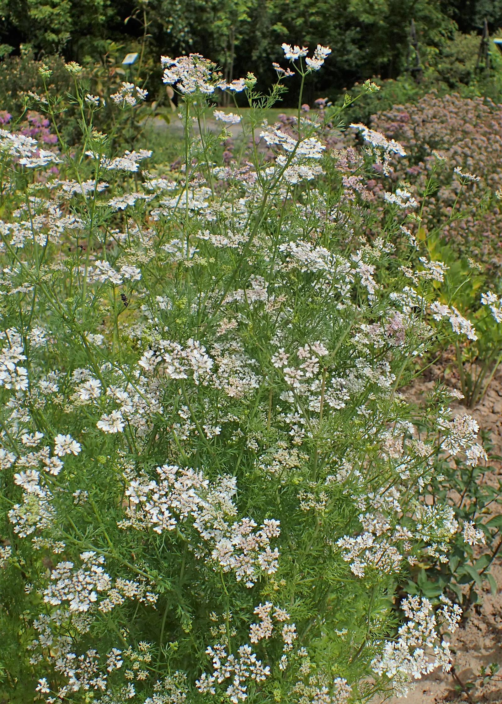 Cilantro (Coriandrum Sativum) — with a spread of approximately 6 to 9 inches