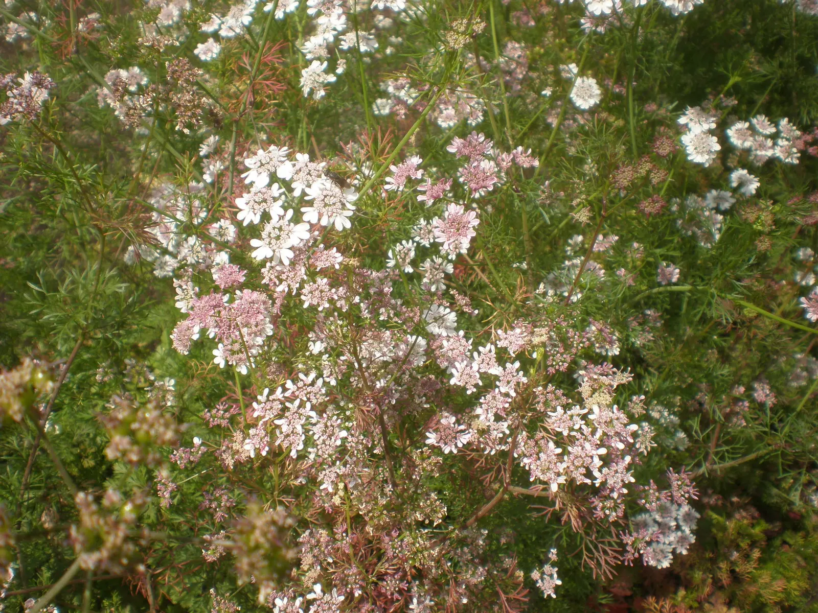 Cilantro (Coriandrum Sativum) — cilantro requires a sunny location with well-draining soil; white flowers in the garden, image 68