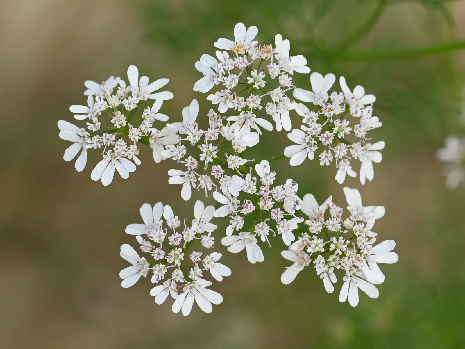Cilantro (Coriandrum Sativum) — celebrated for its flavorful leaves and seeds which provide a culinary zest to various dishes
