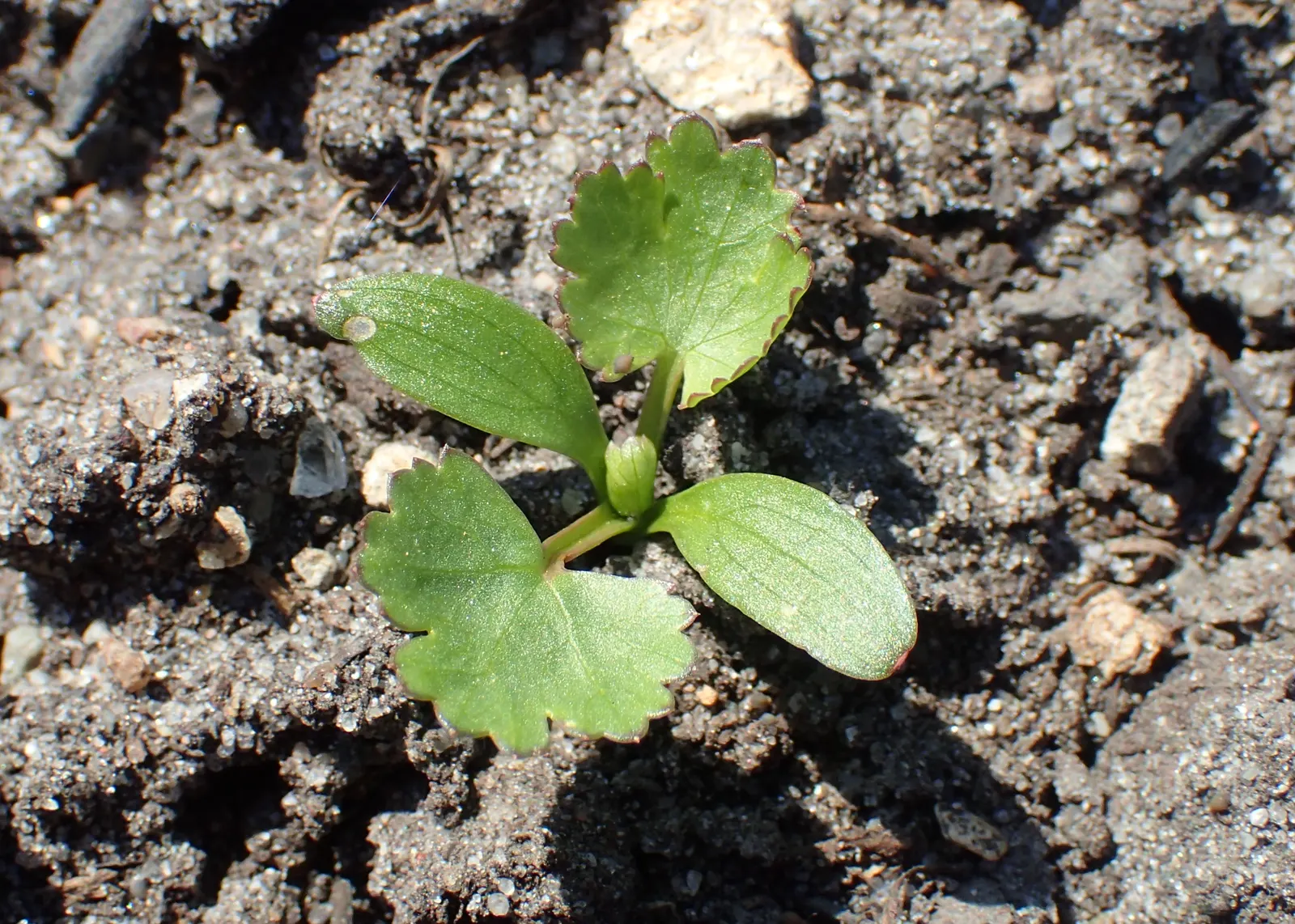 Cilantro (Coriandrum Sativum) — With delicate, lacy foliage and tiny white to pale pink flowers, it's a favorite in culinary gardens