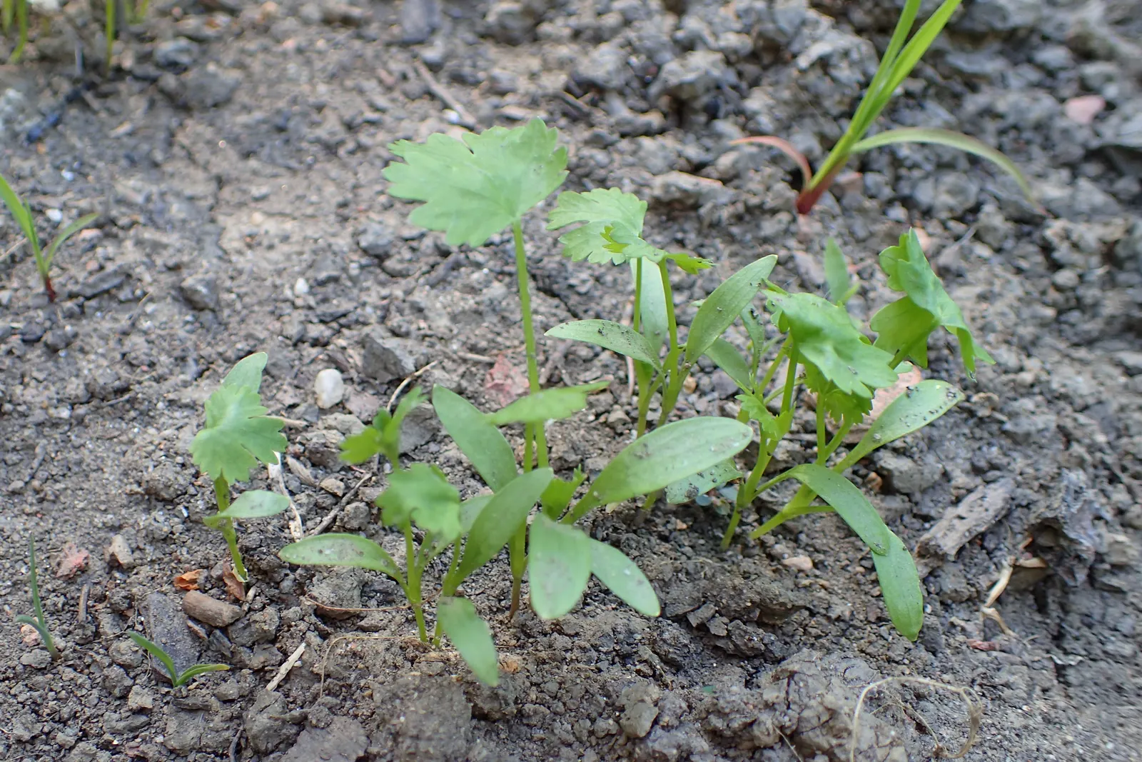 Cilantro (Coriandrum Sativum) — This herbaceous plant typically reaches a modest height of 1.5 to 2 feet; which can be harvested and used as a