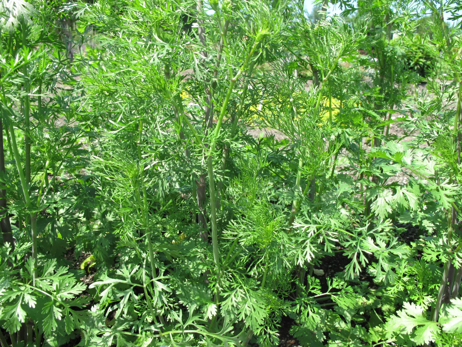 Cilantro (Coriandrum Sativum) — Bolt-resistant varieties extend the harvest season in warmer climates; white to pale pink flowers in umbels
