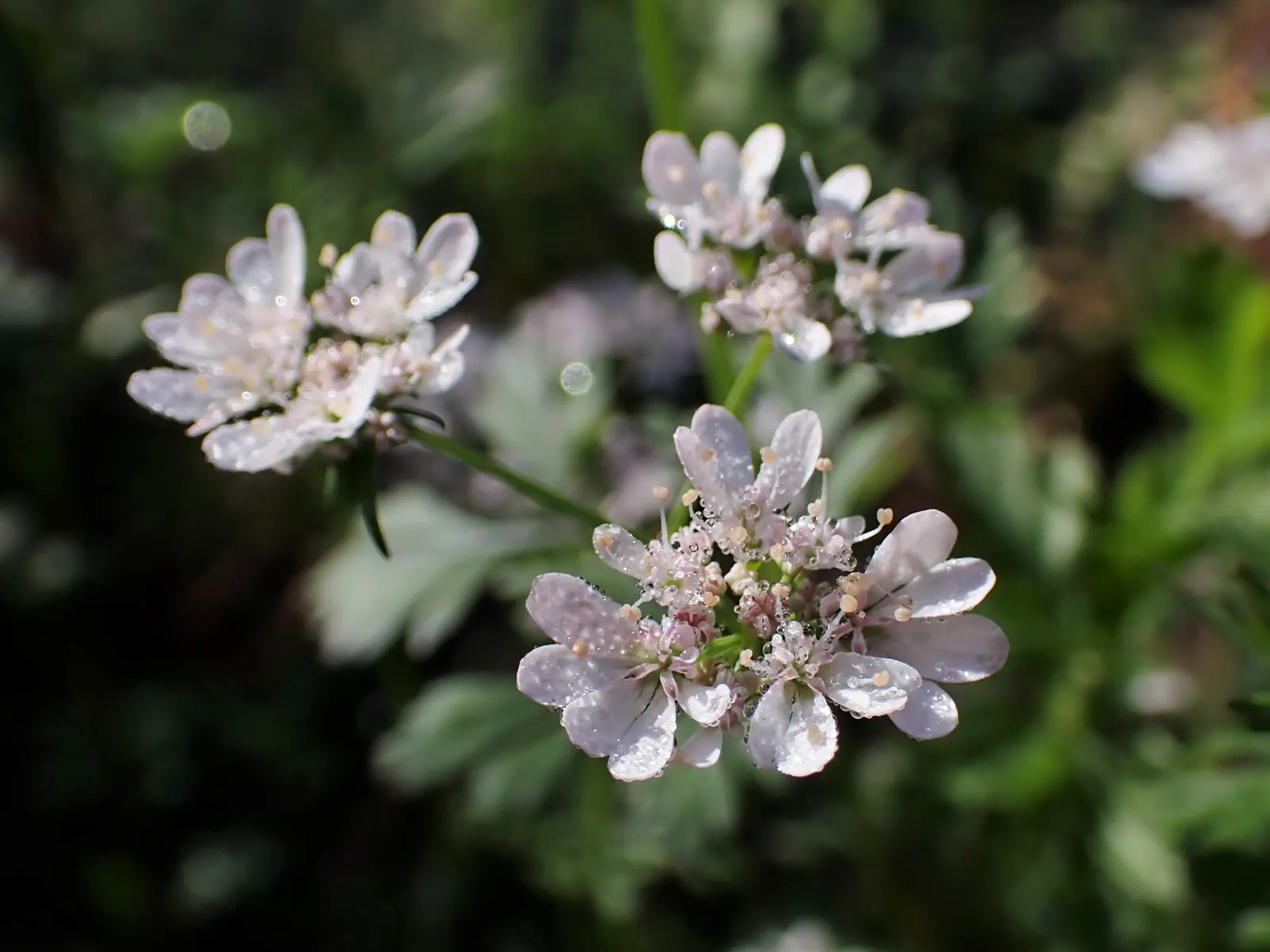 Cilantro (Coriandrum Sativum) — pinnate leaves that are bright green in color; bolt-resistant varieties extend the harvest season in warmer climates
