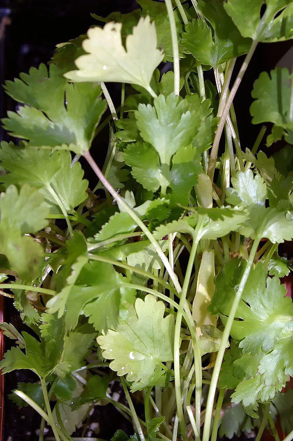 Cilantro (Coriandrum Sativum) — is a versatile annual herb in the Apiaceae family; it prefers full sun to partial shade, thriving in well-drained, image 83