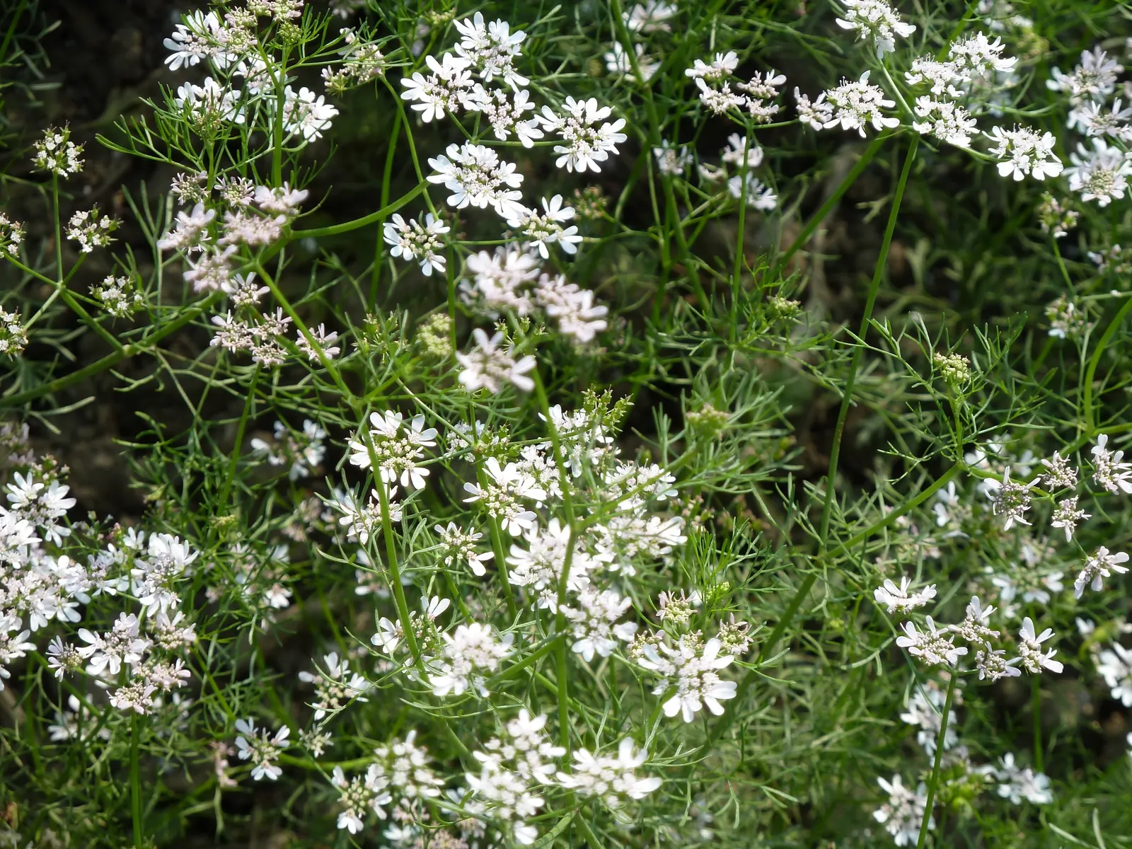 Cilantro (Coriandrum Sativum) — cilantro requires a sunny location with well-draining soil