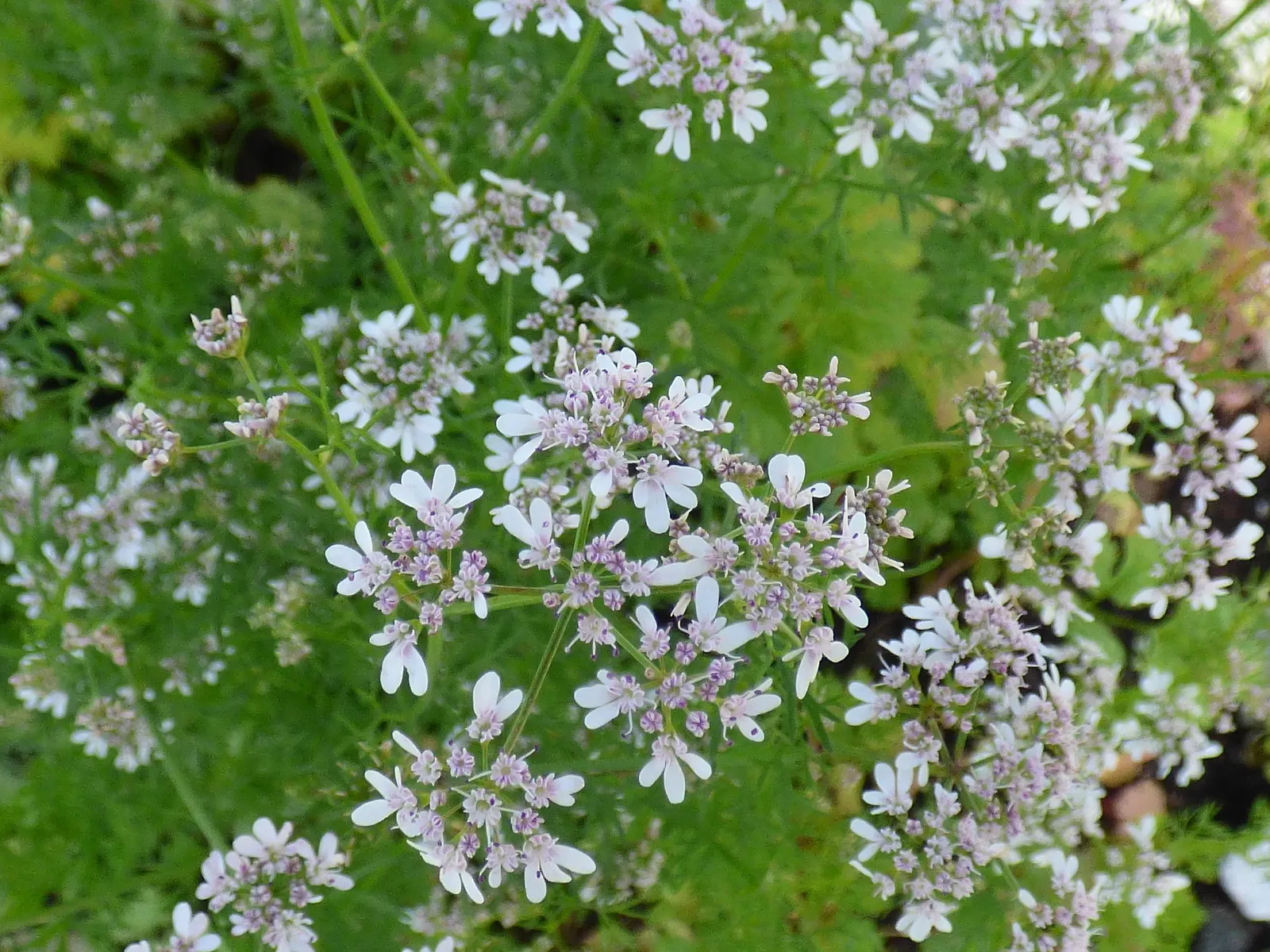 Cilantro (Coriandrum Sativum) — pinnate leaves that are bright green in color; bolt-resistant varieties extend the harvest season in warmer climates, image 62
