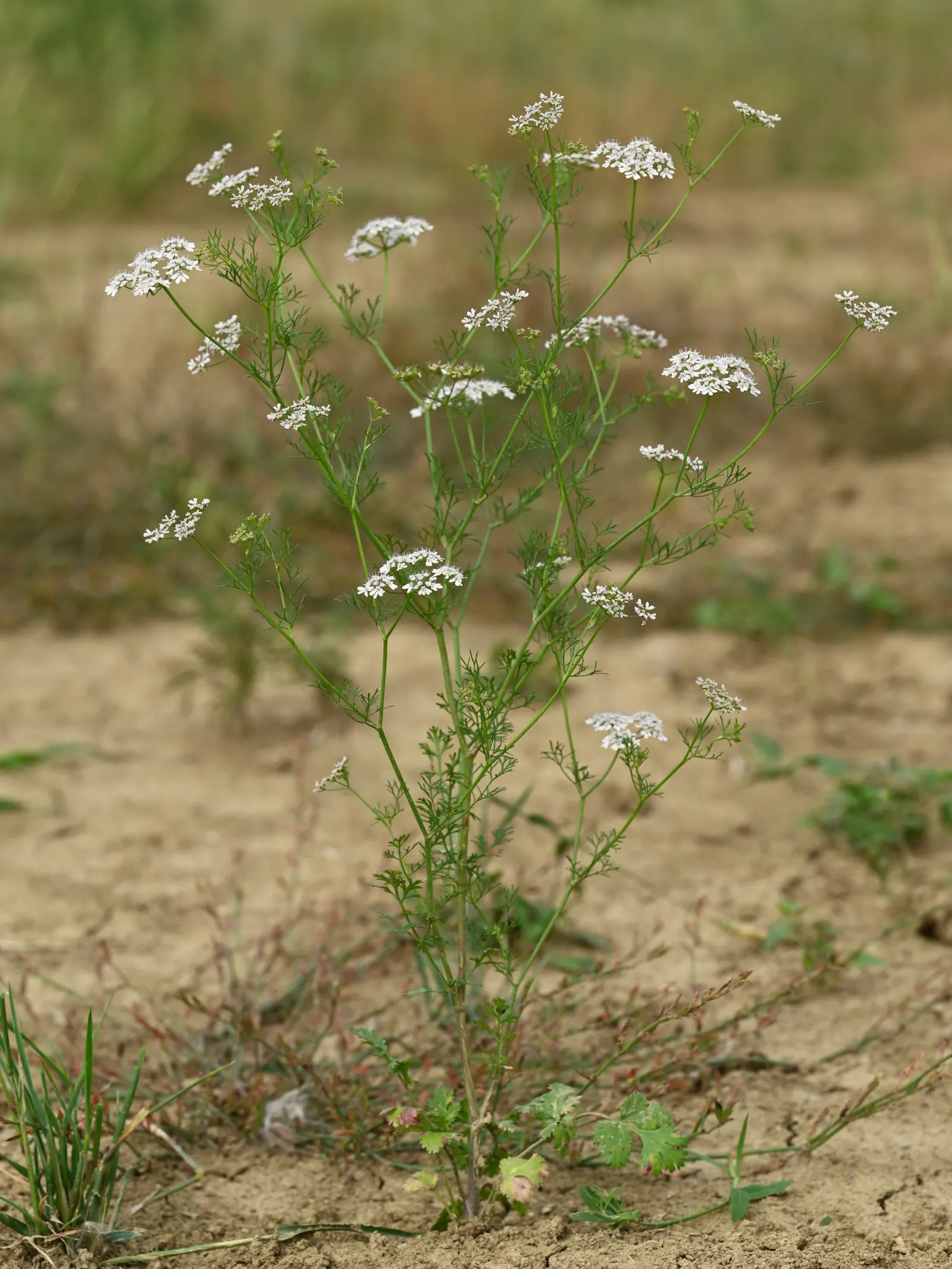 Cilantro (Coriandrum Sativum) — commonly known as cilantro or coriander