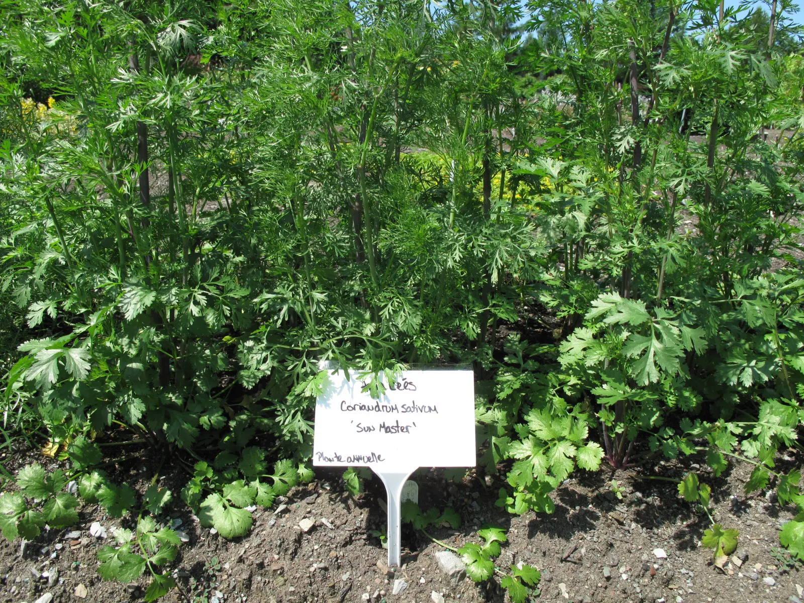 Cilantro (Coriandrum Sativum) — annual / herb with white blooms