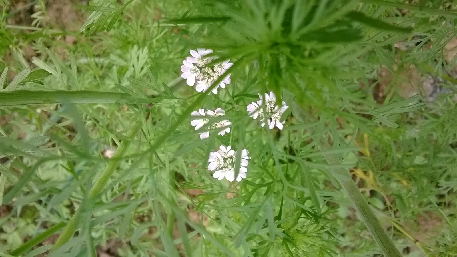 Cilantro (Coriandrum Sativum) — Space plants approximately 3-4 inches apart