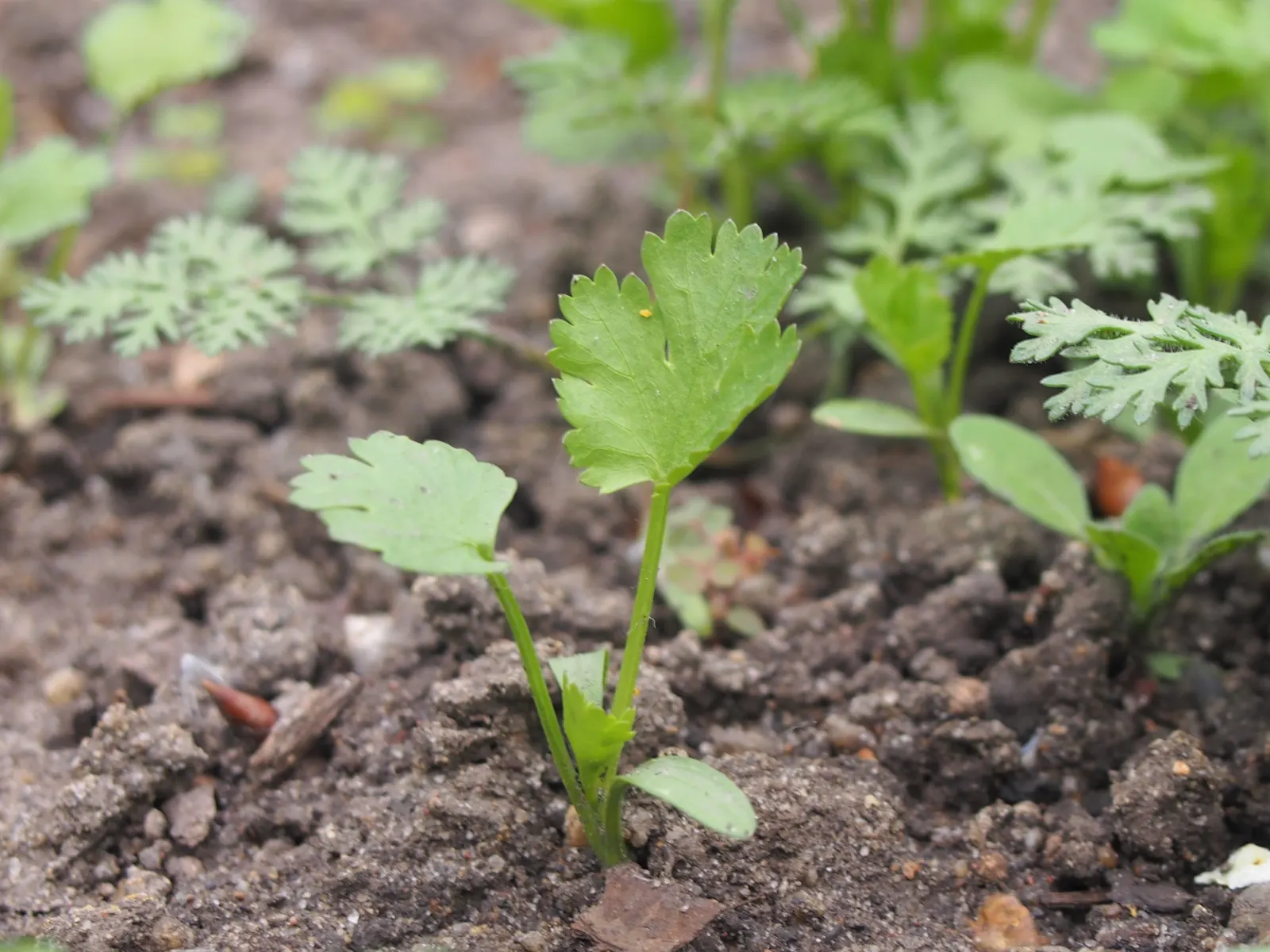 Cilantro (Coriandrum Sativum) — though it can tolerate light shade; space plants approximately 3-4 inches apart