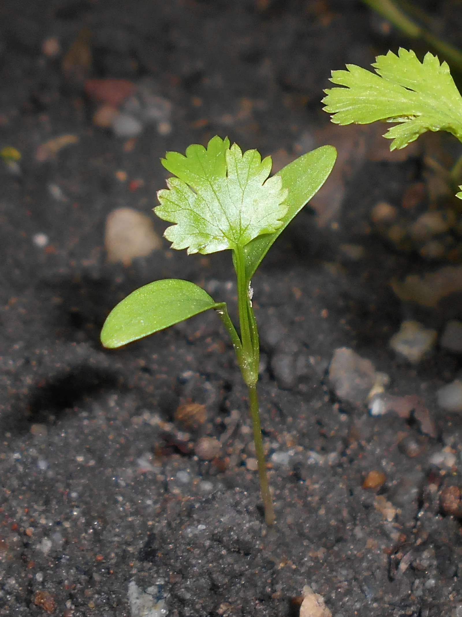 Cilantro (Coriandrum Sativum) — Regular watering to maintain evenly moist soil will ensure healthy foliage