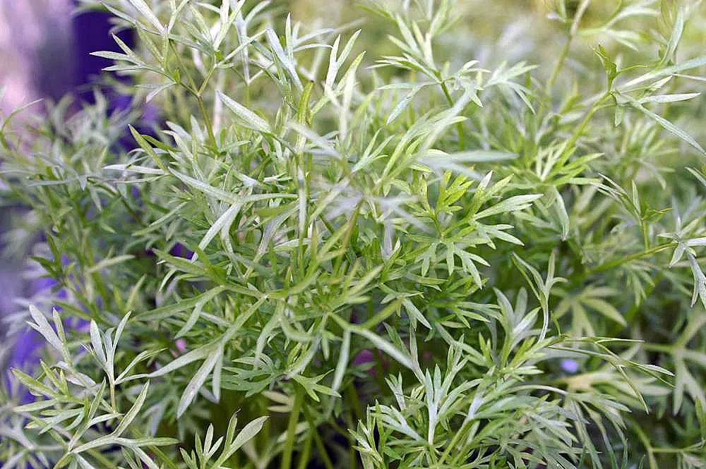 Cilantro (Coriandrum Sativum) — With delicate, lacy foliage and tiny white to pale pink flowers, it's a favorite in culinary gardens; annual / herb, image 79