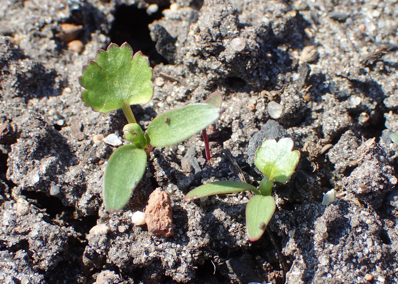 Cilantro (Coriandrum Sativum) — is a versatile annual herb in the Apiaceae family