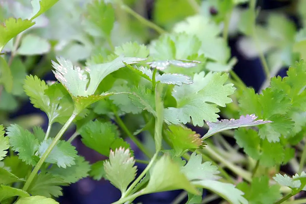 Cilantro (Coriandrum Sativum) — white to pale pink flowers in umbels; it thrives in temperatures ranging between 50&deg;F to 85&deg;F