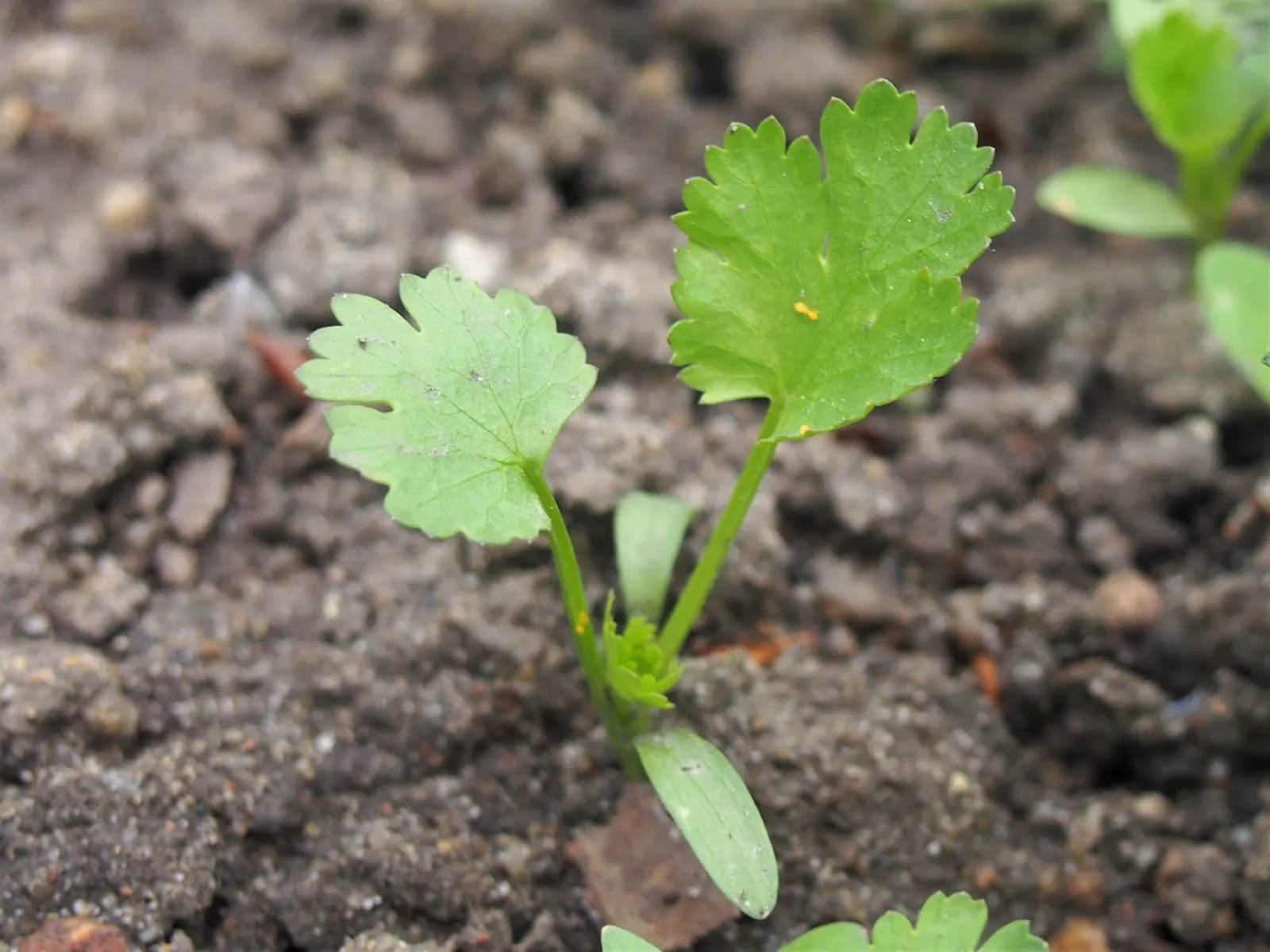 Cilantro (Coriandrum Sativum) — commonly known as cilantro or coriander; making it a favorable selection for most temperate regions