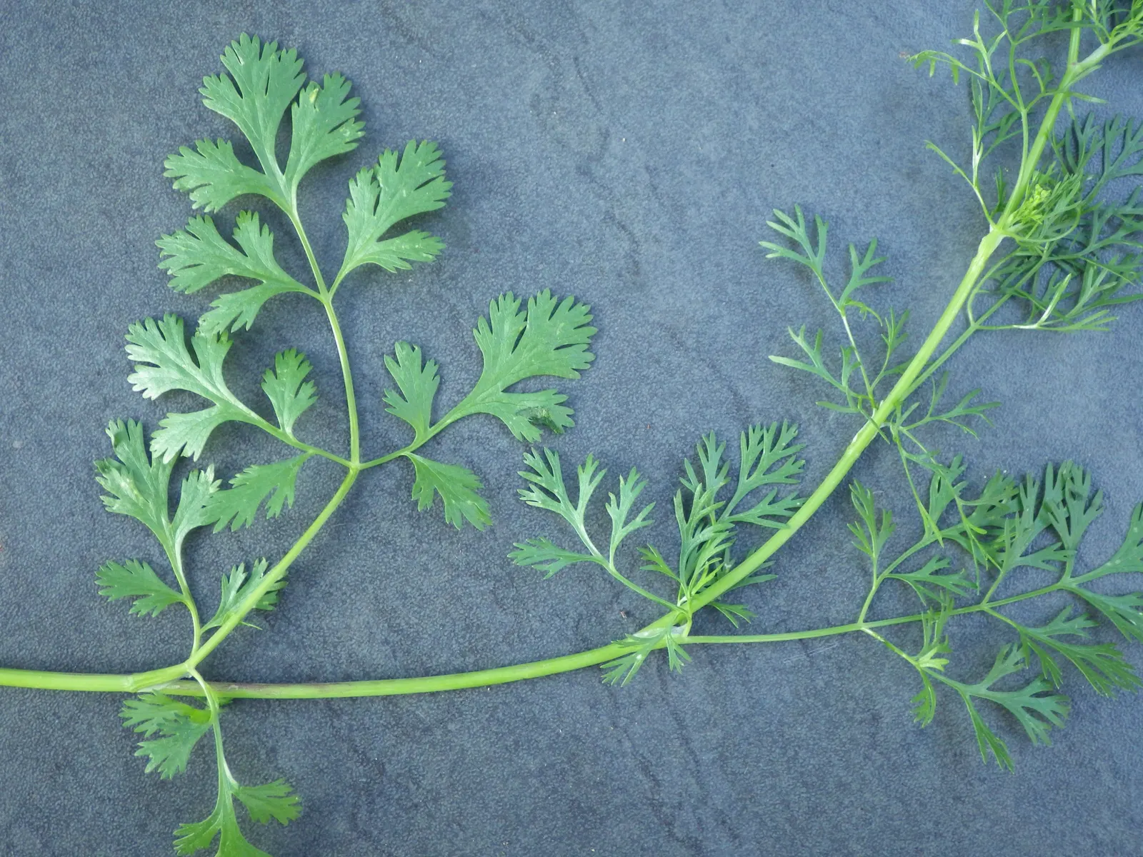 Cilantro (Coriandrum Sativum) — making it a favorable selection for most temperate regions; though it can tolerate light shade