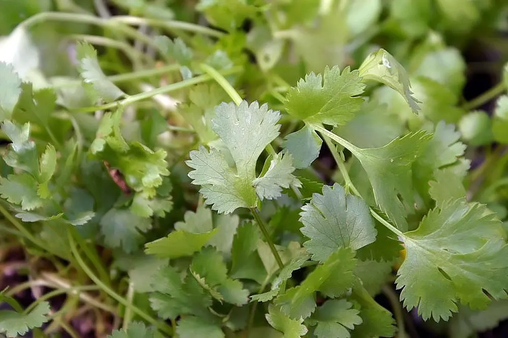 Cilantro (Coriandrum Sativum) — is esteemed for its pungent; with delicate, lacy foliage and tiny white to pale pink flowers, it's a favorite in, image 51