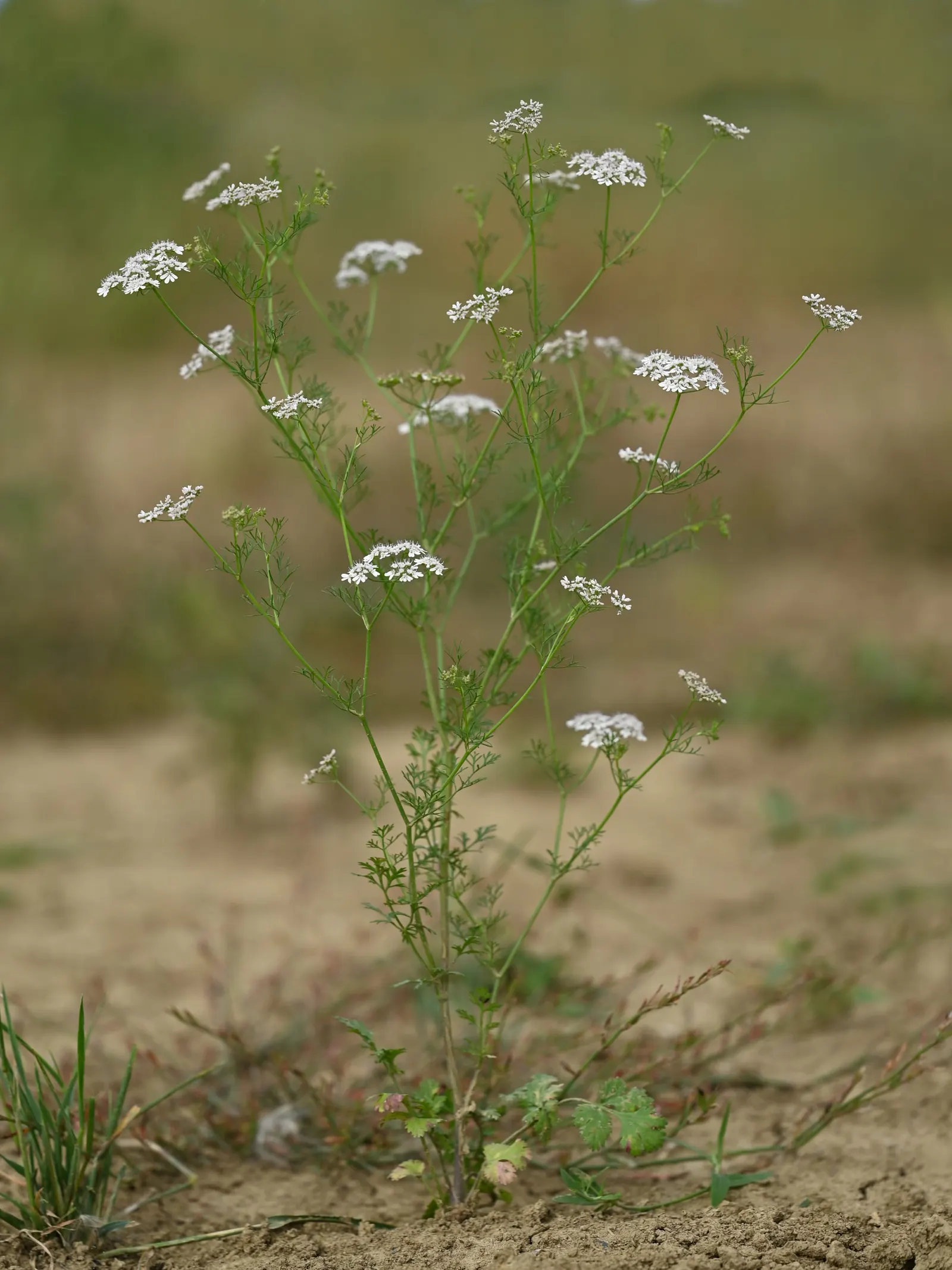 Cilantro (Coriandrum Sativum) — though it can tolerate light shade