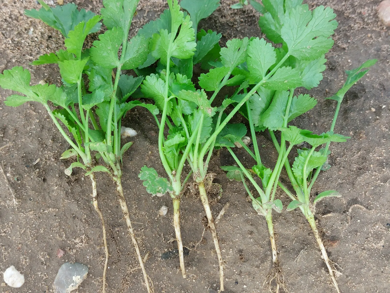 Cilantro (Coriandrum Sativum) — which can be an alluring sight for pollinators like bees and butterflies; often spanning 6-12 inches in width and, image 65