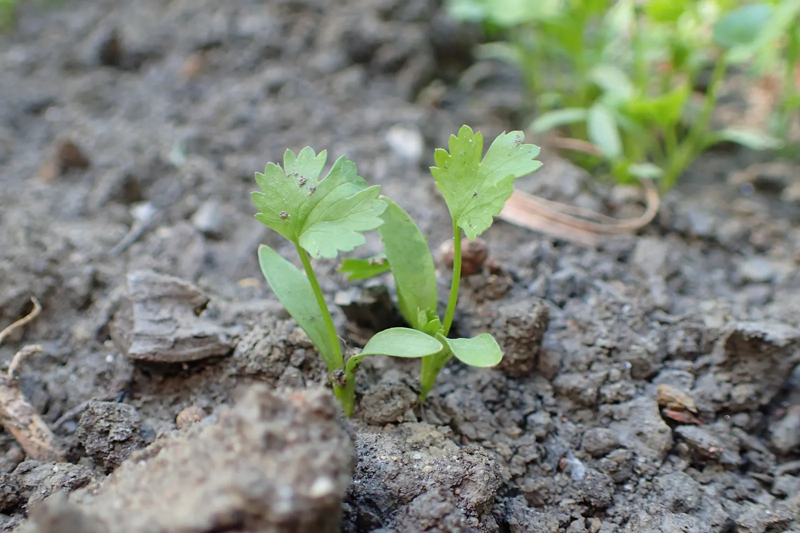 Cilantro (Coriandrum Sativum) — Bolt-resistant varieties extend the harvest season in warmer climates; white to pale pink flowers in umbels, image 56