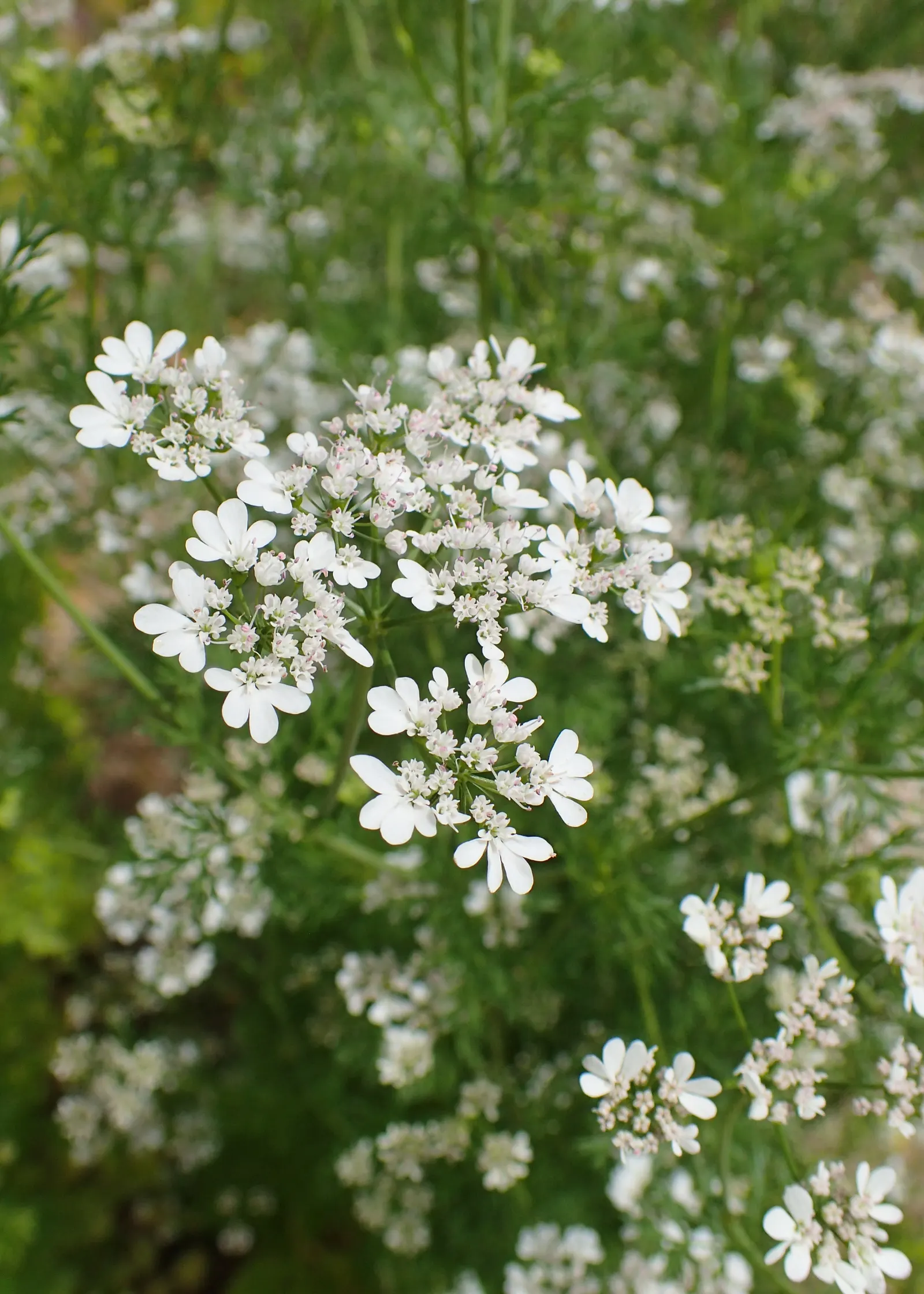 Cilantro (Coriandrum Sativum) — Regular watering to maintain evenly moist soil will ensure healthy foliage; is esteemed for its pungent, image 72