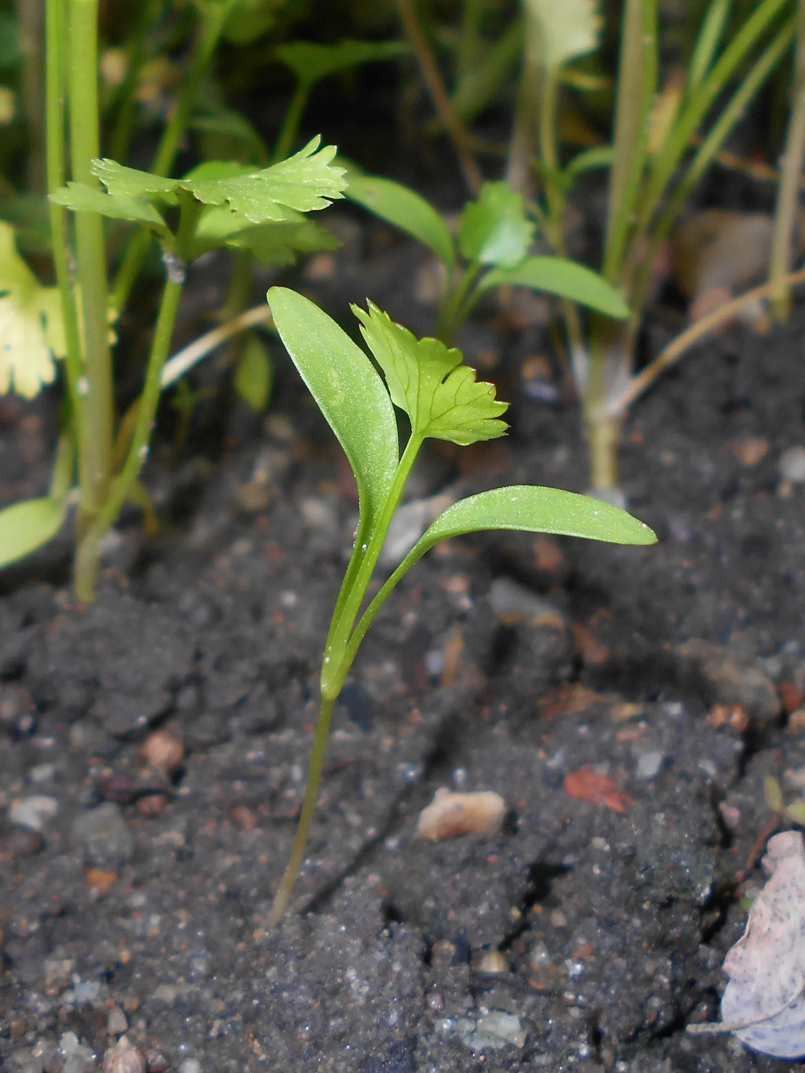 Cilantro (Coriandrum Sativum) — white to pale pink flowers in umbels