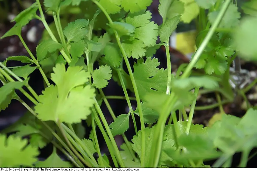 Cilantro (Coriandrum Sativum) — is esteemed for its pungent; with delicate, lacy foliage and tiny white to pale pink flowers, it's a favorite in, image 76