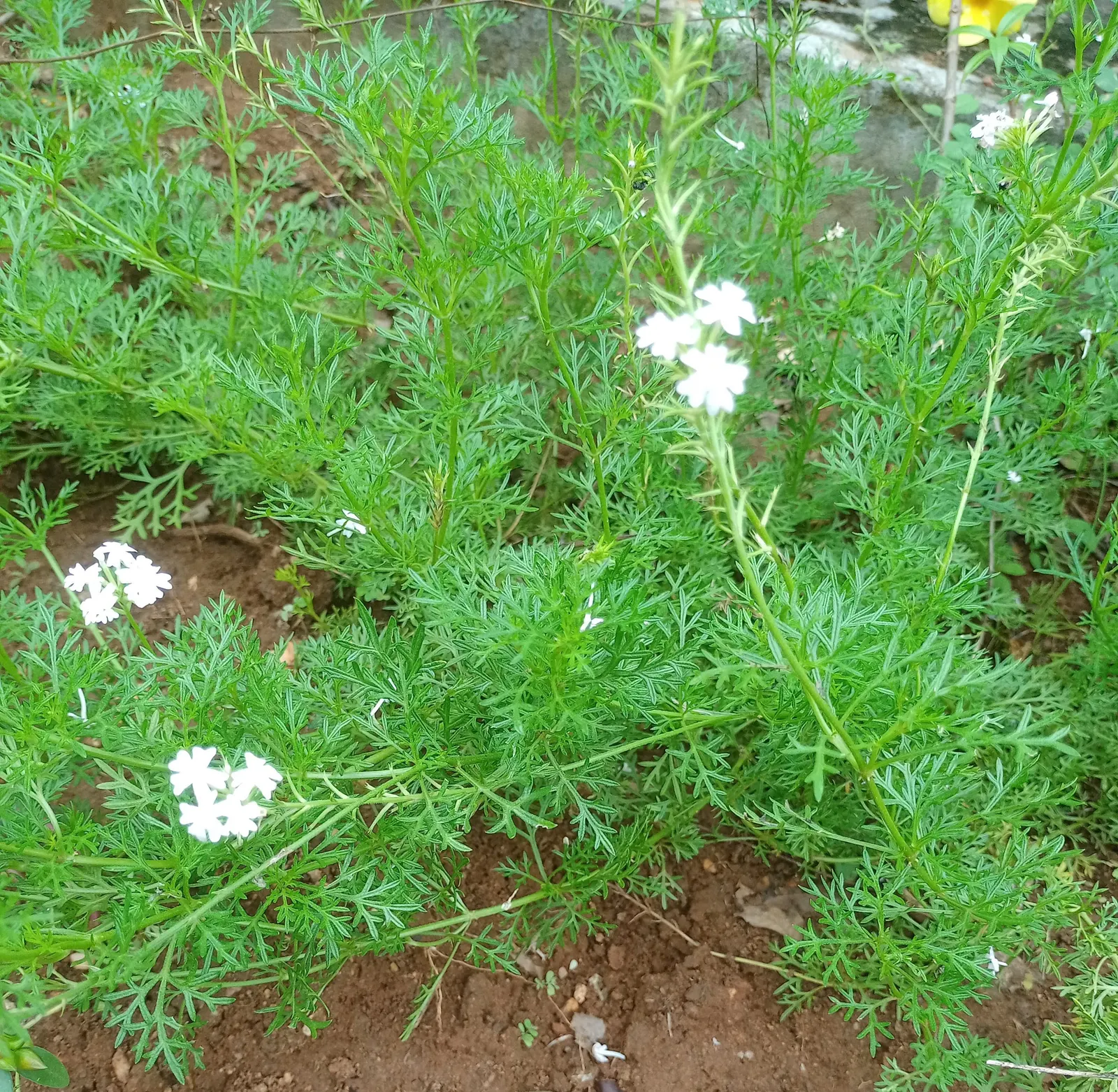 Cilantro (Coriandrum Sativum) — It prefers full sun to partial shade, thriving in well-drained soil; cilantro requires a sunny location with well-draining soil