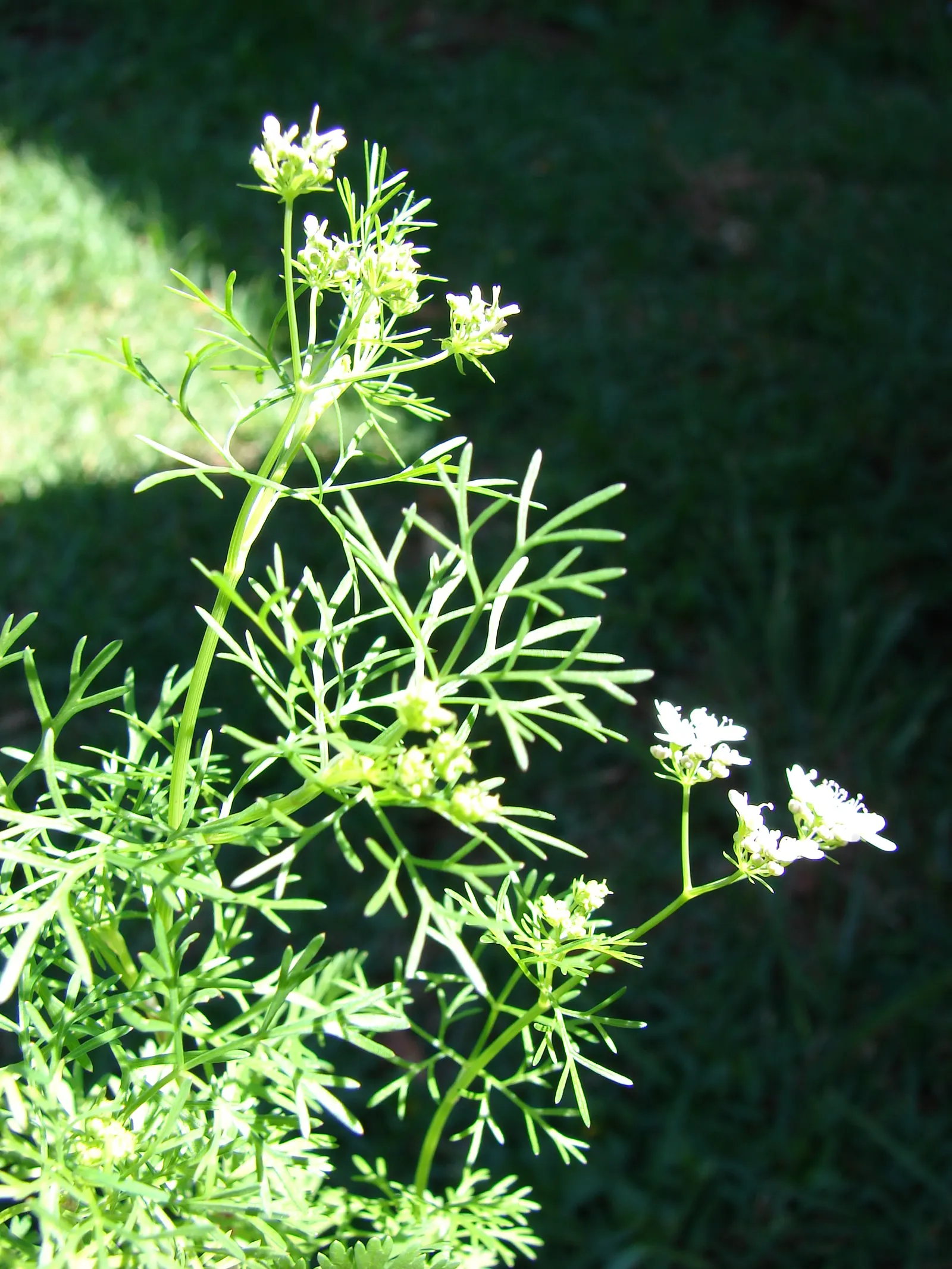Cilantro (Coriandrum Sativum) — annual / herb with white blooms; which can be an alluring sight for pollinators like bees and butterflies