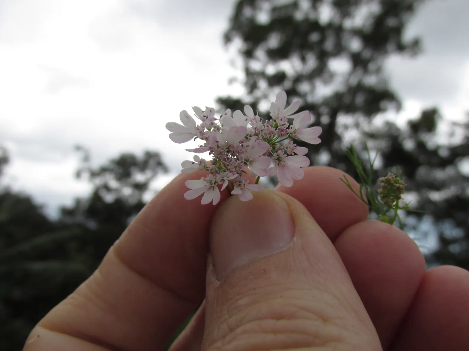 Cilantro (Coriandrum Sativum) — Space plants approximately 3-4 inches apart; commonly known as cilantro or coriander, image 80