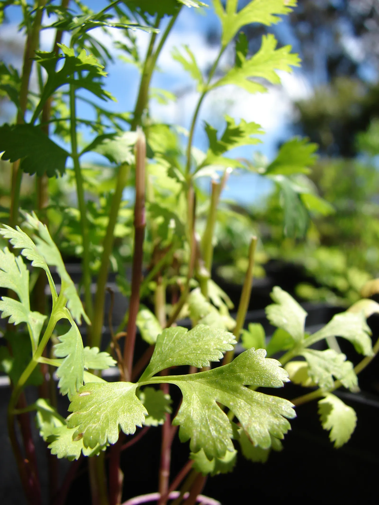 Cilantro (Coriandrum Sativum) — it will set coriander seeds