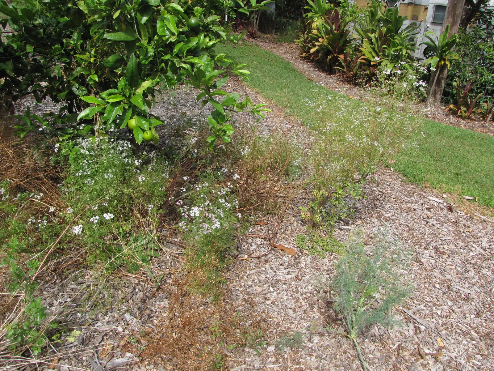 Cilantro (Coriandrum Sativum) — which can be harvested and used as a spice.<br><br>For optimal growth; it will set coriander seeds