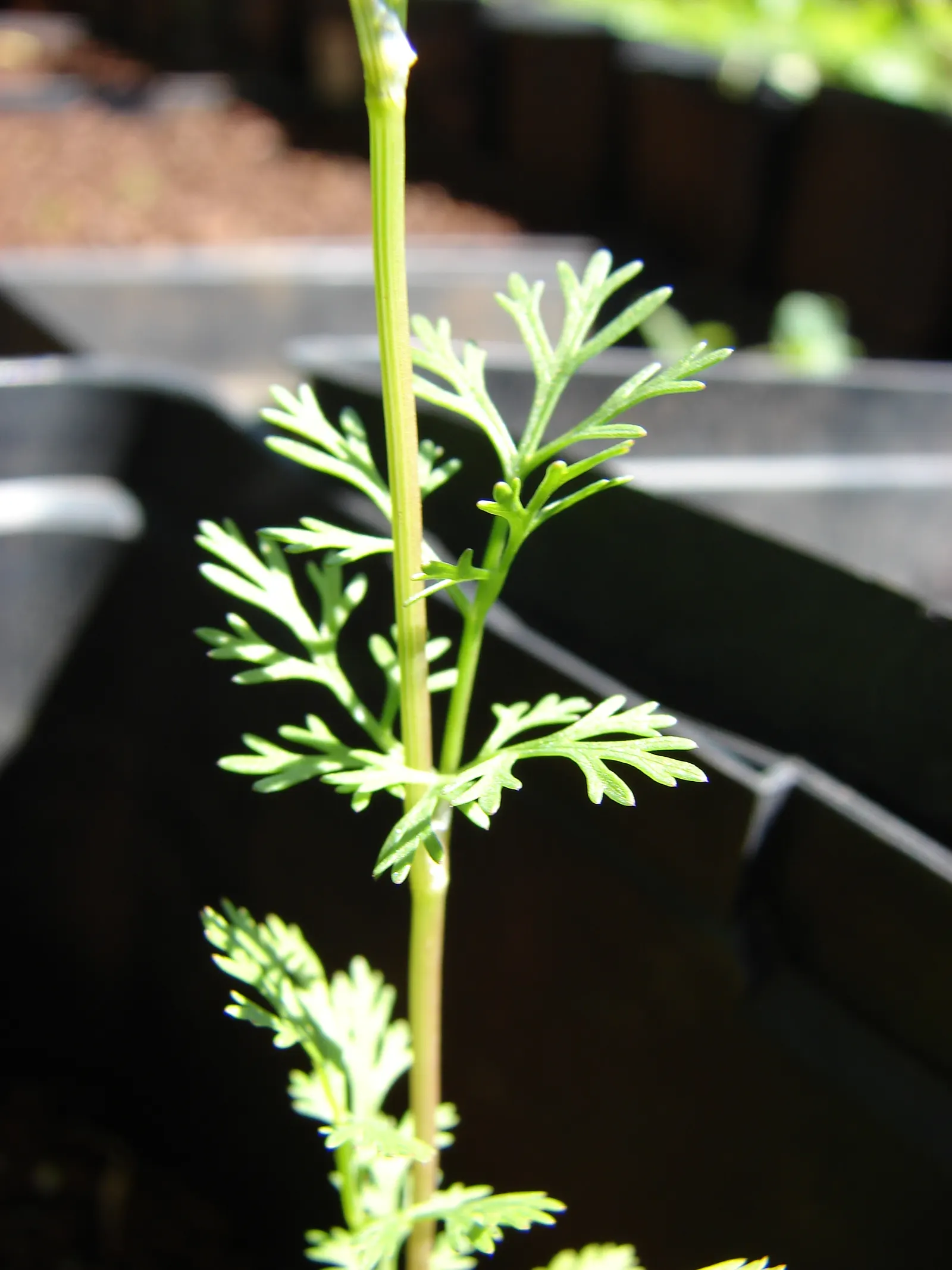 Cilantro (Coriandrum Sativum) — cilantro requires a sunny location with well-draining soil; white flowers in the garden