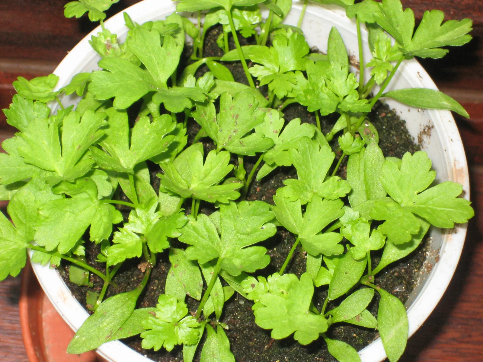Cilantro (Coriandrum Sativum) — white flowers in the garden; is a versatile annual herb in the Apiaceae family, image 73