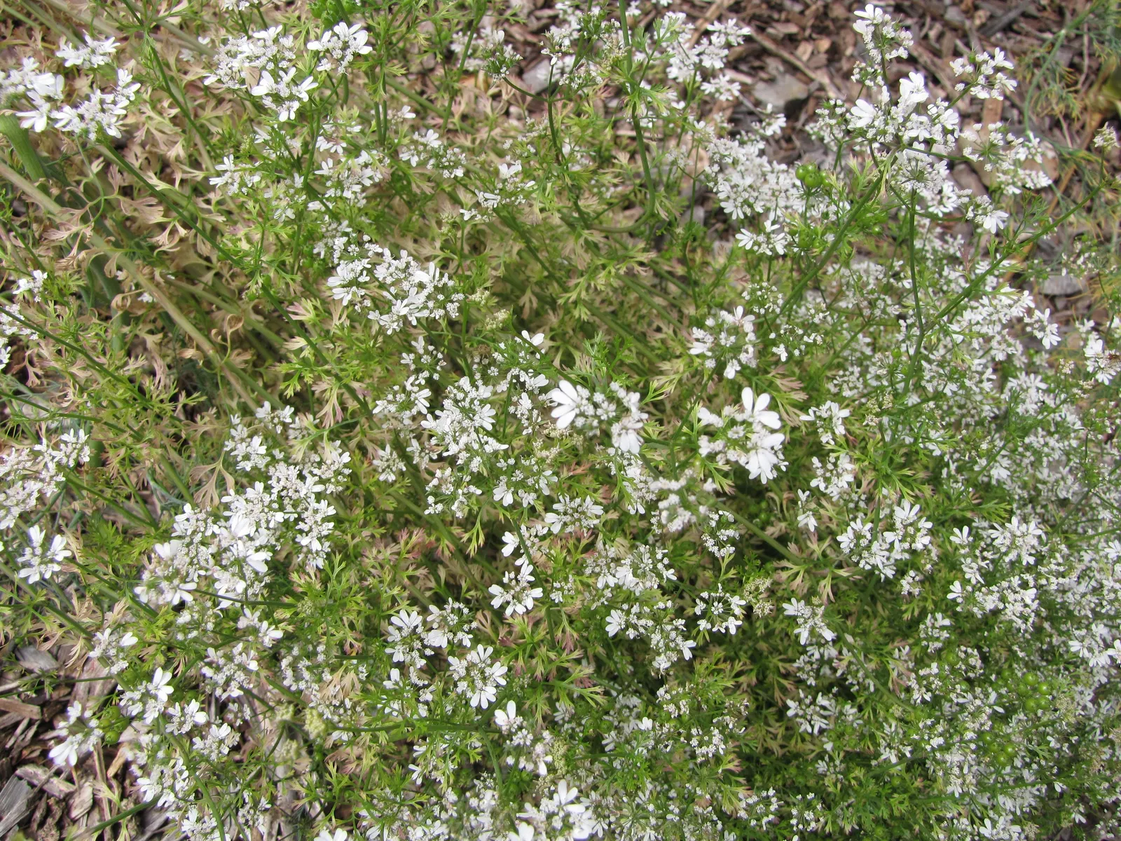Cilantro (Coriandrum Sativum) — Bolt-resistant varieties extend the harvest season in warmer climates; white to pale pink flowers in umbels, image 81