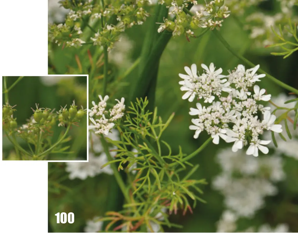 Cilantro (Coriandrum Sativum) — celebrated for its flavorful leaves and seeds which provide a culinary zest to various dishes; this herbaceous, image 84