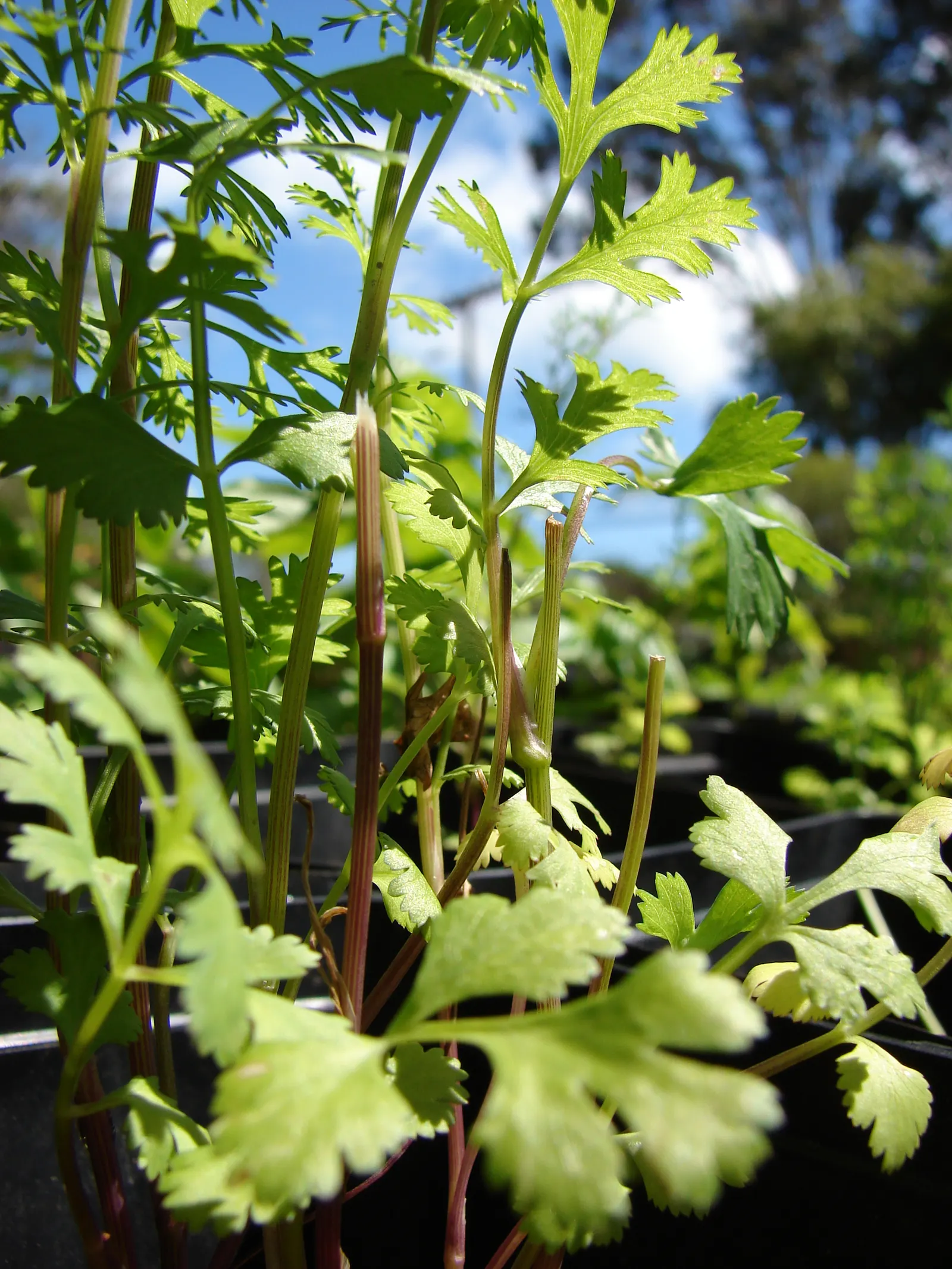 Cilantro (Coriandrum Sativum) — making it a favorable selection for most temperate regions